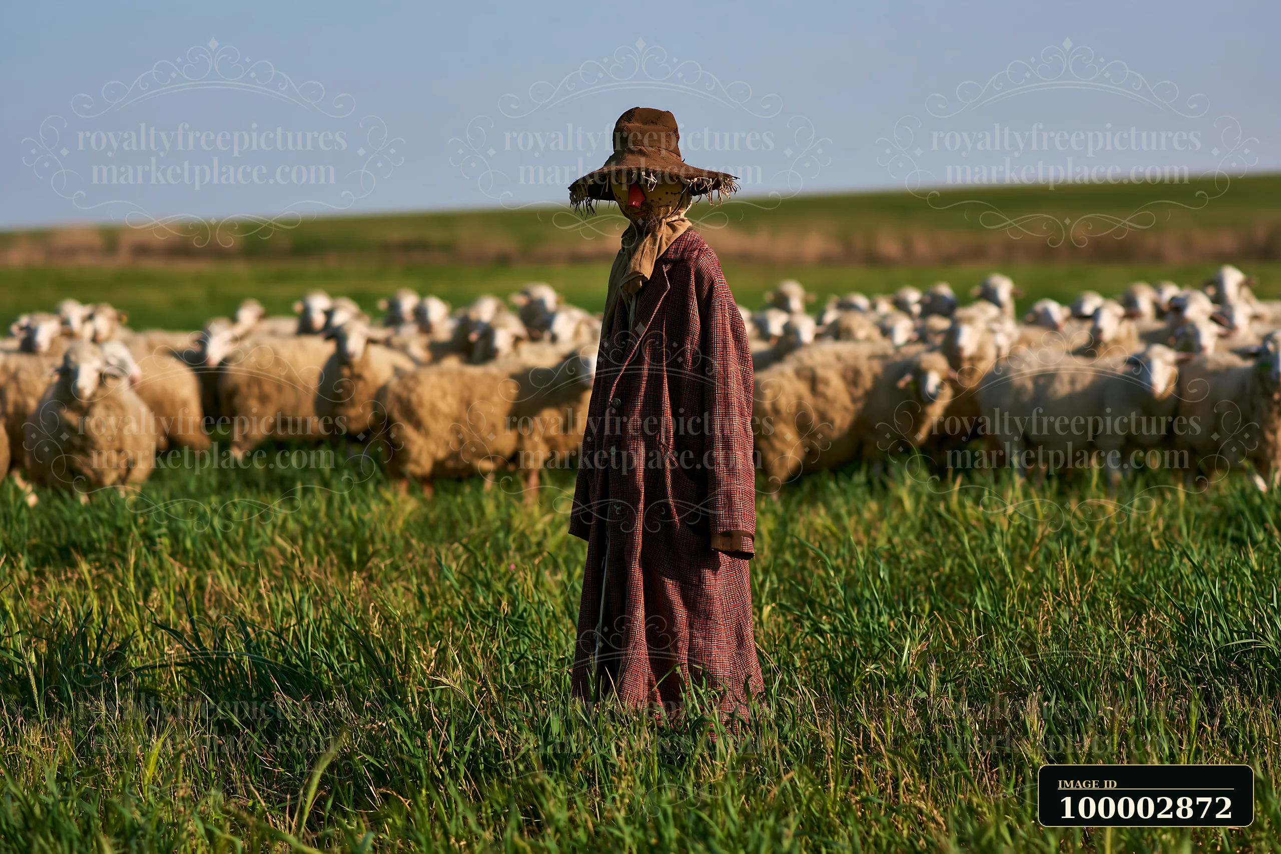 A scarecrow in a rural meadow stands among grazing sheep under clear skies.