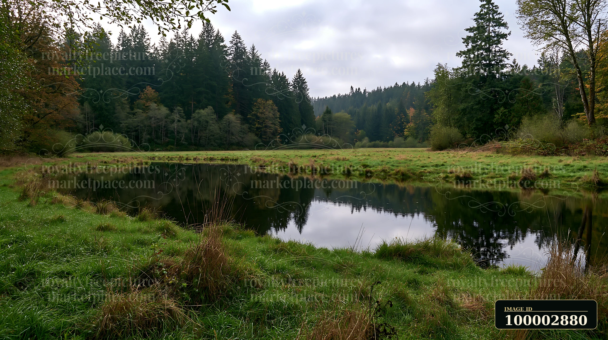 A tree line bordering a meadow reflects in the still water of a pond.