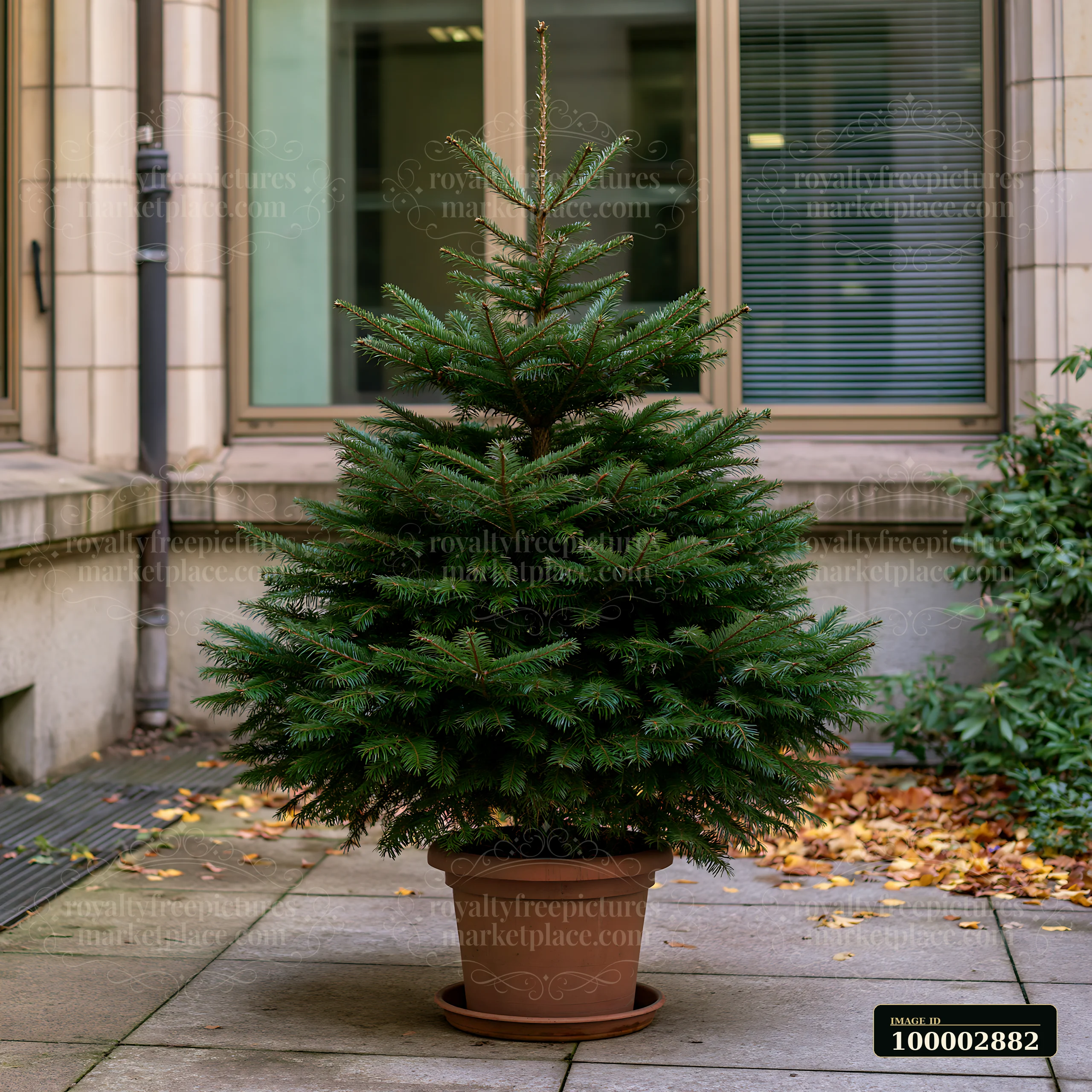 A green Christmas tree is standing in a brown planter, set between modern buildings.