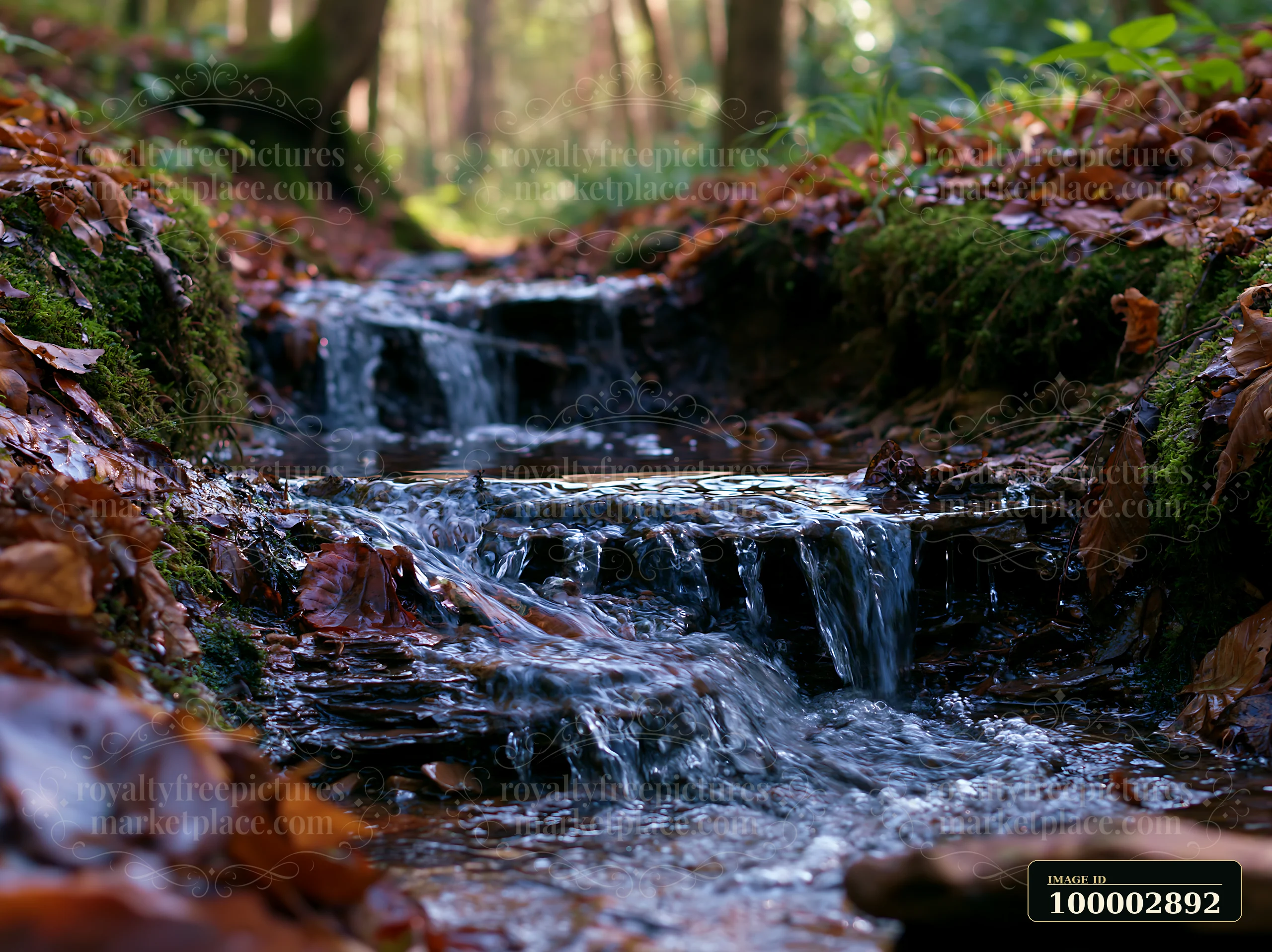 A brook flows gently through a forest, creating small waterfalls over rocks and moss.