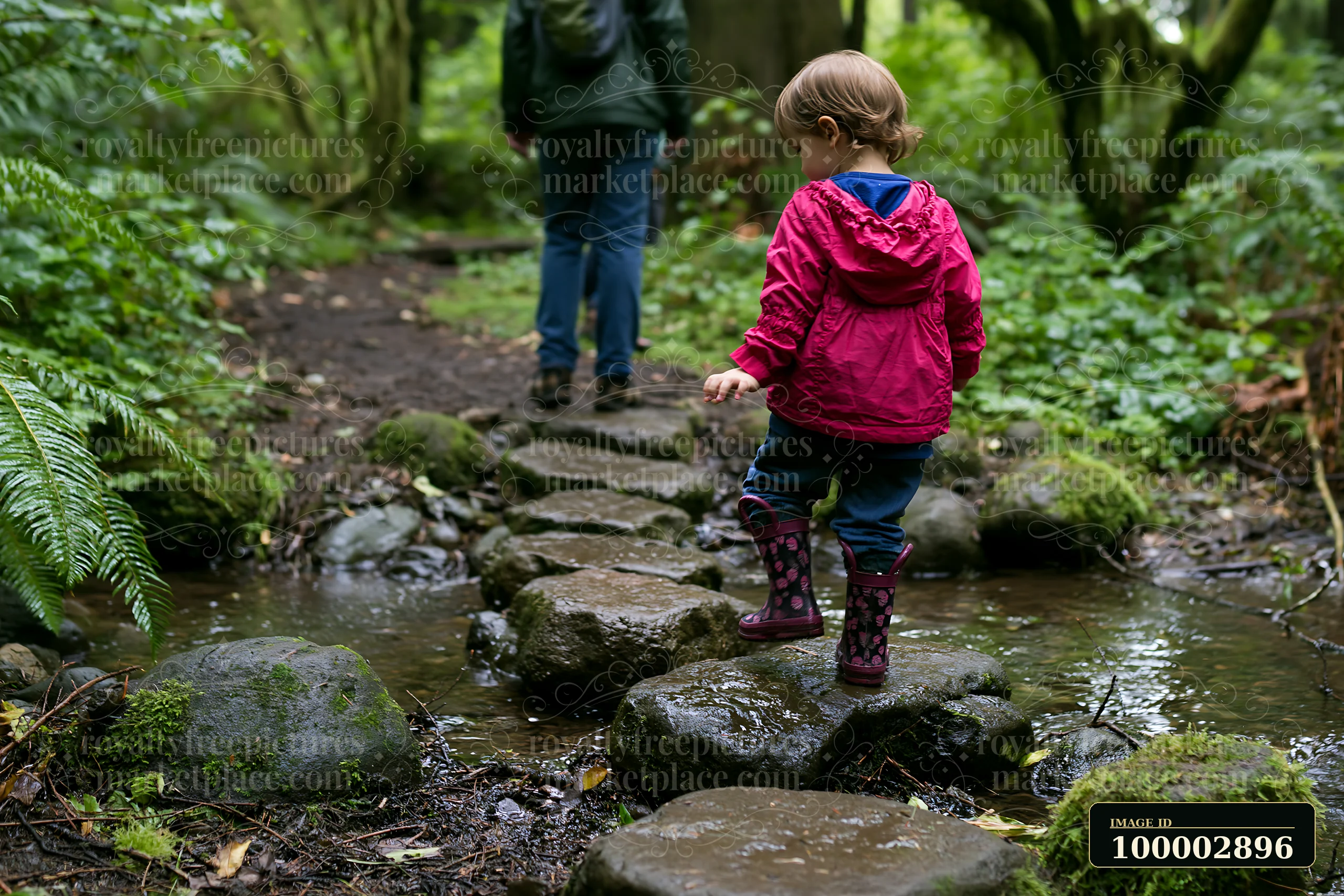 A child walks across stones in a small creek in ancient forest.