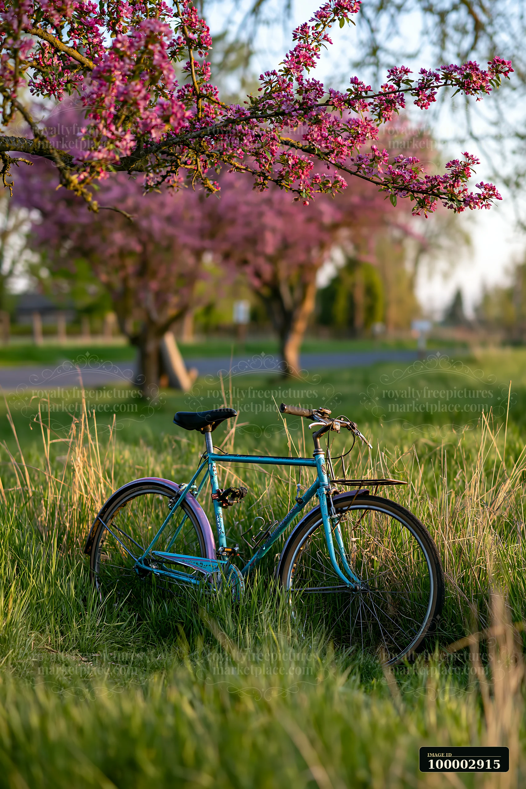 Spring trees show bright blooms along a country road.