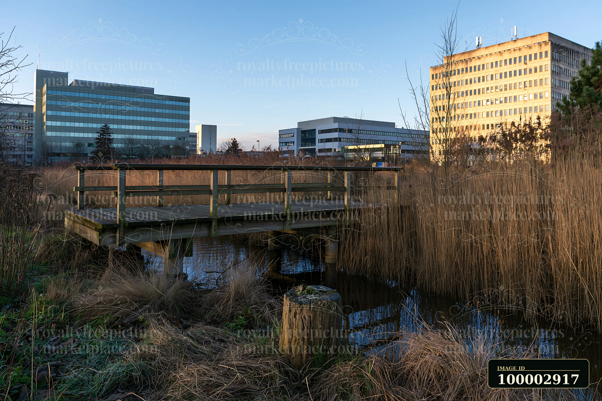 A wooden walkway extends over water in an urban meadow among buildings, surrounded by tall grass and reeds.