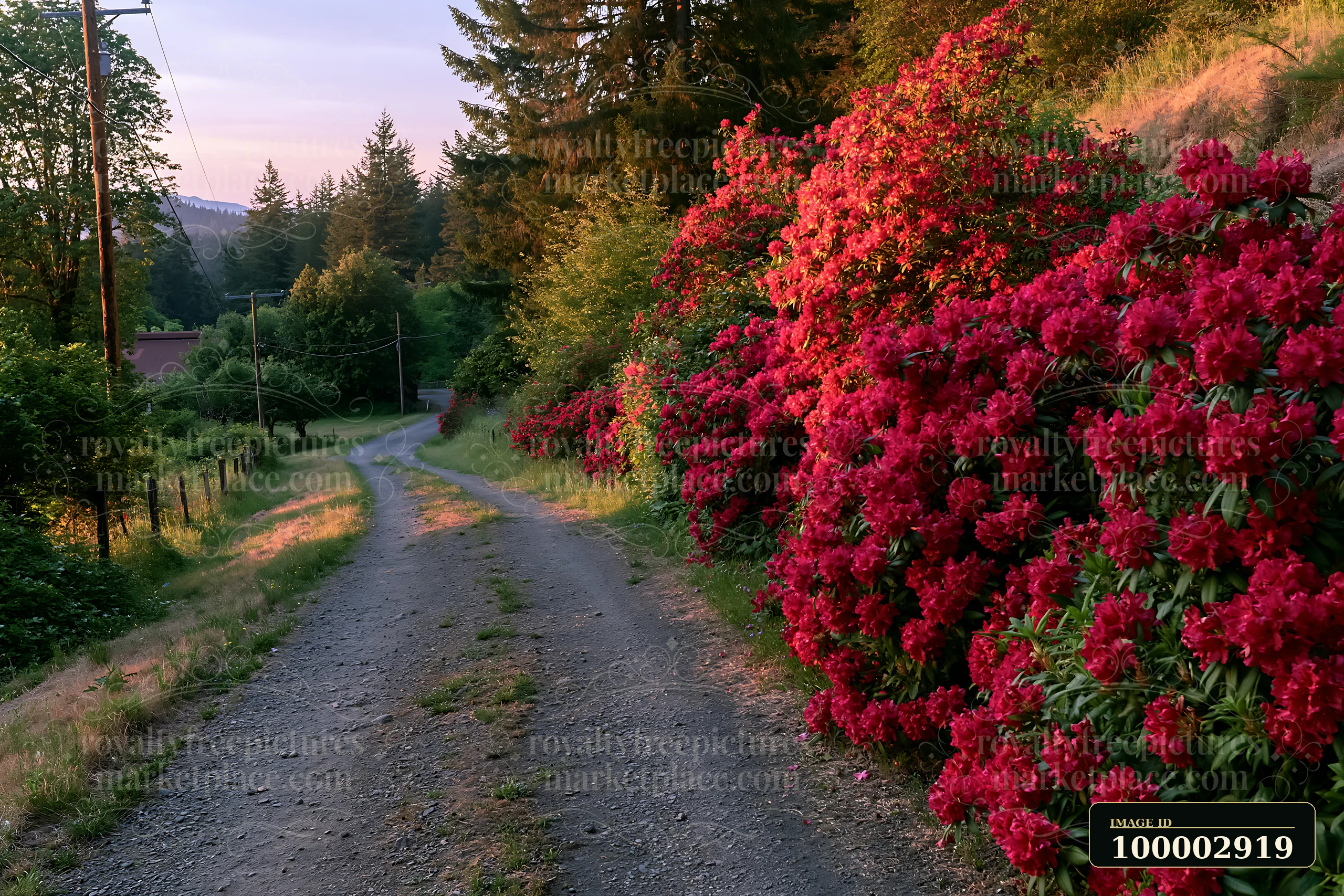 Rhododendron blooming hillside features vibrant flowers lining a dirt path.