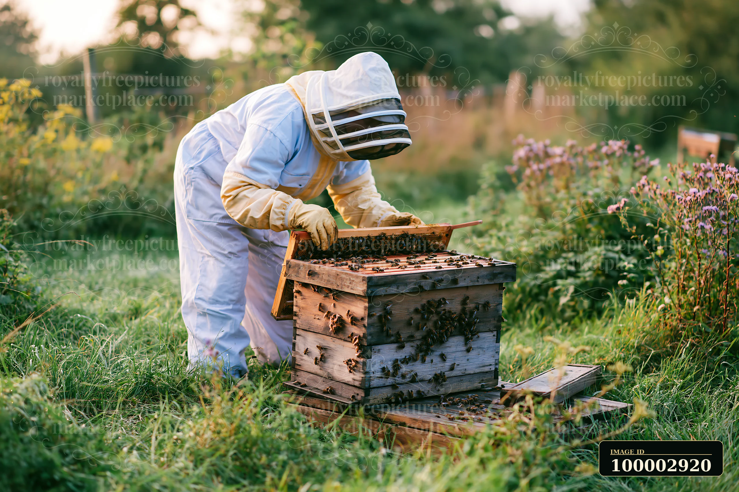 A beekeeper in protective gear inspects a beehive surrounded by a freshly mowed meadow.