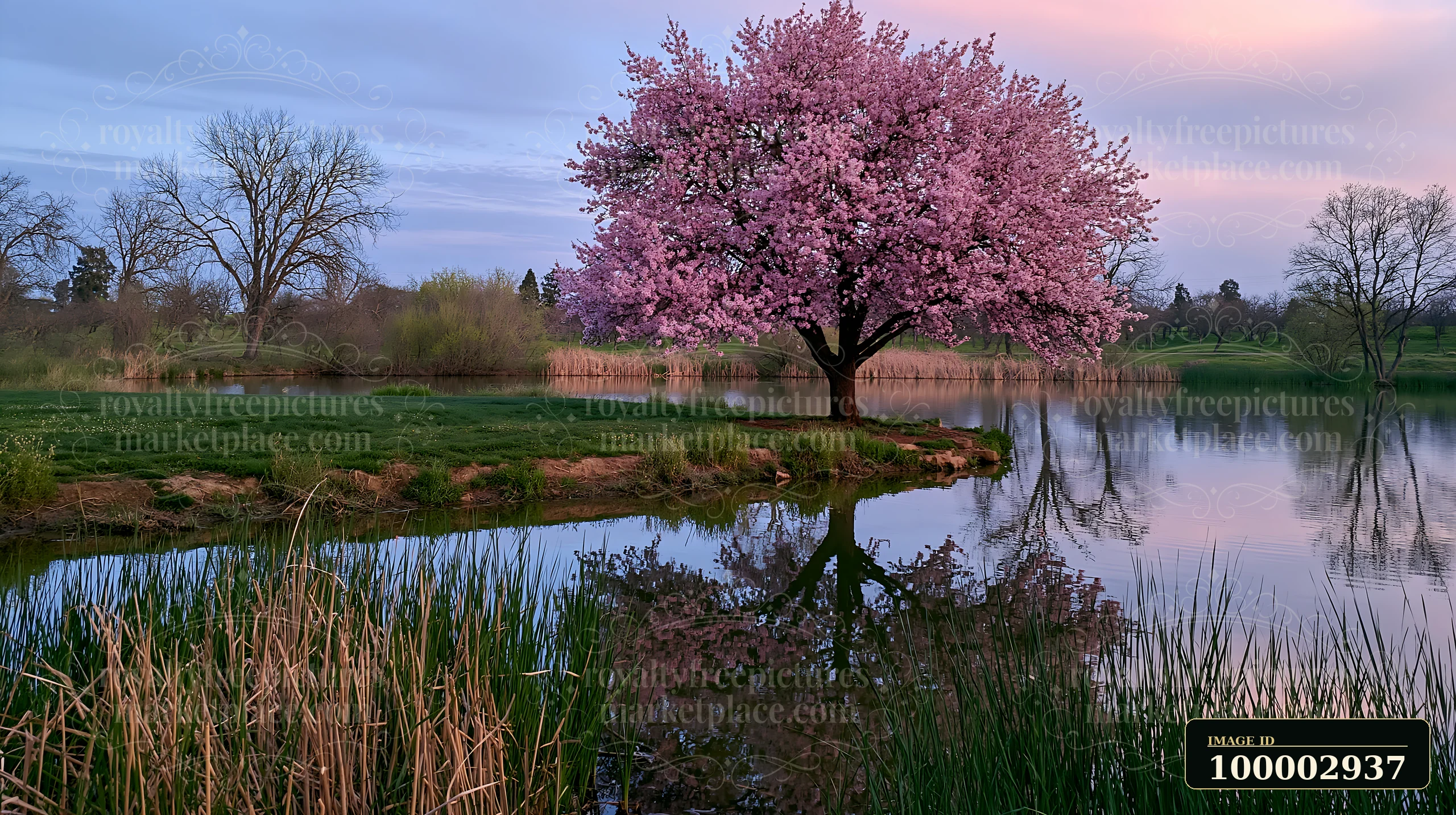 A large almond tree with pink blossoms stands by a body of water surrounded by grass and reeds, reflecting on the water's surface during early evening light.