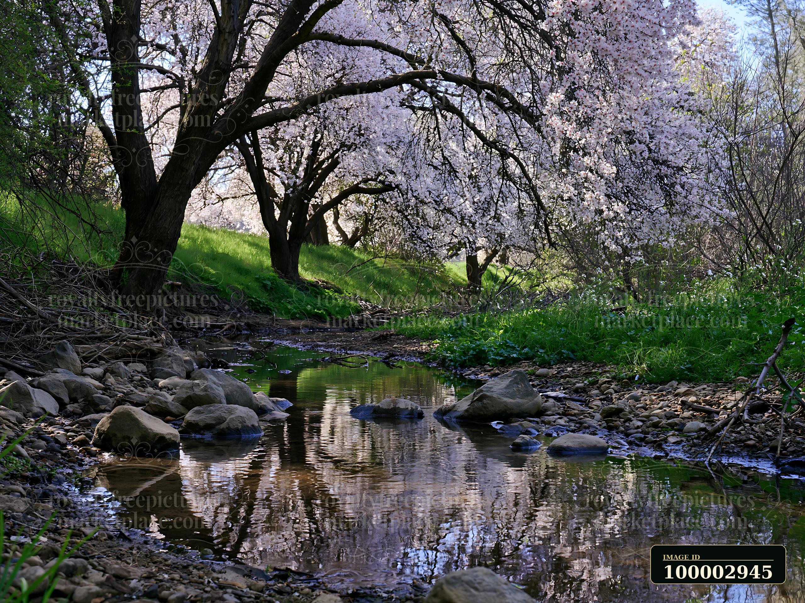 Almond tree blossoms in landscape bloom beside a small stream.