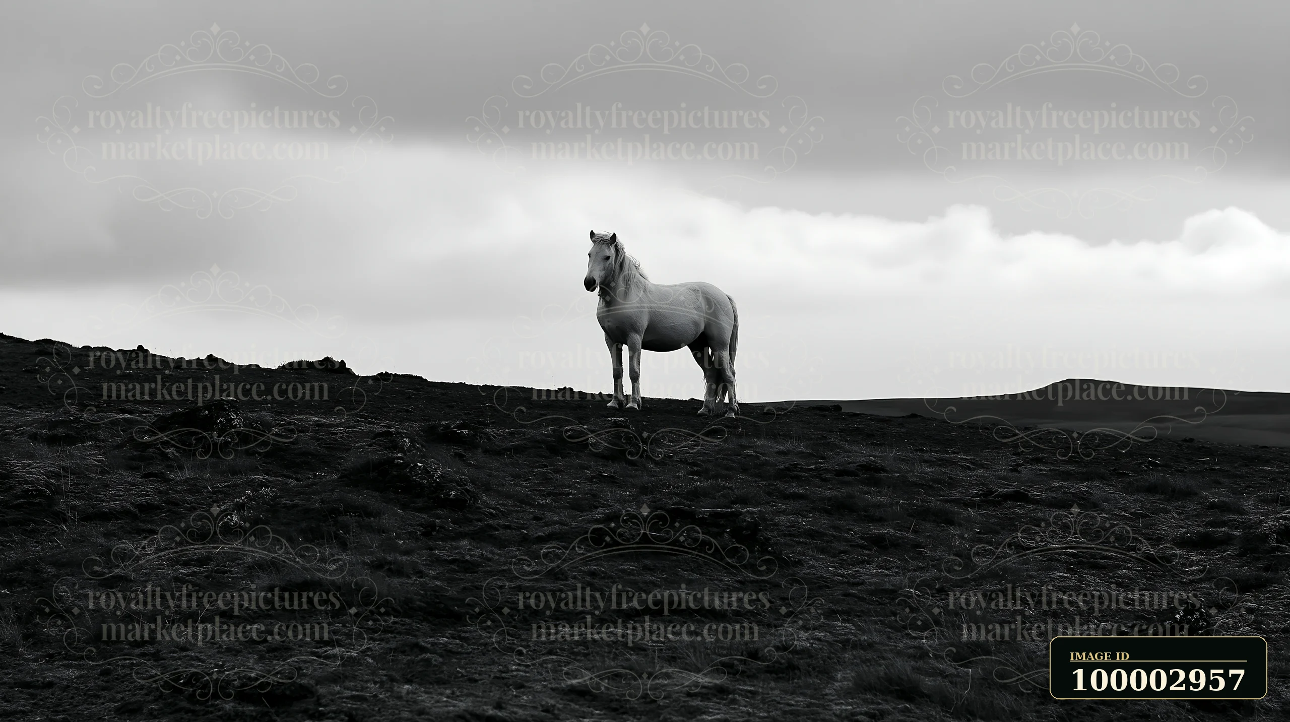 A horse stands alone on a dark mountain ridge surrounded by rocky terrain.