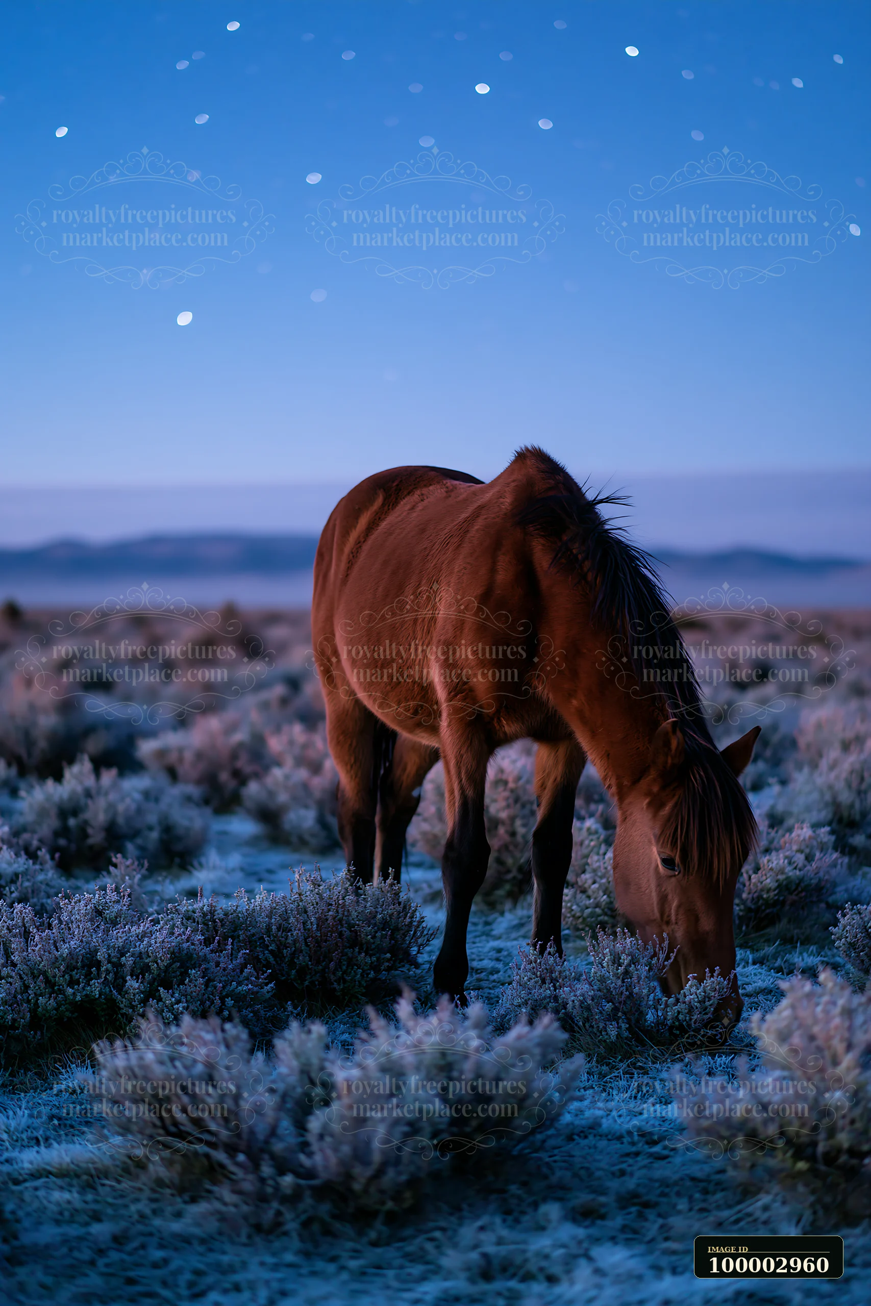 Wild horses graze on frost-covered grass while stars shine brightly in the sky at night in a remote nature reserve.