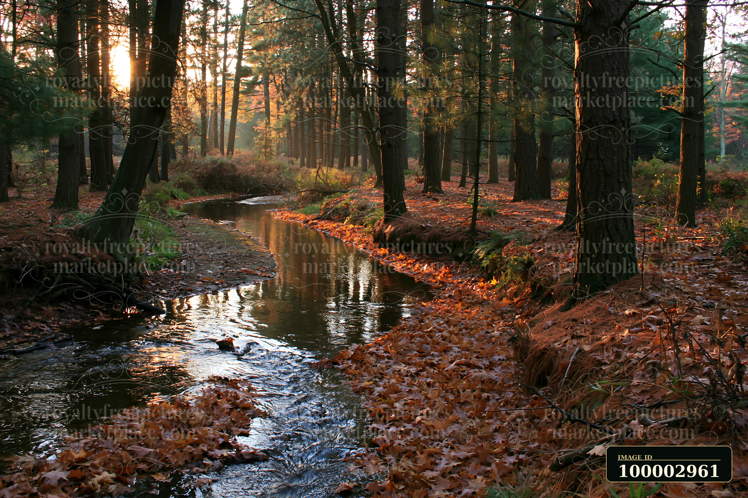 A small watercourse among pine trees reflects the autumn light.