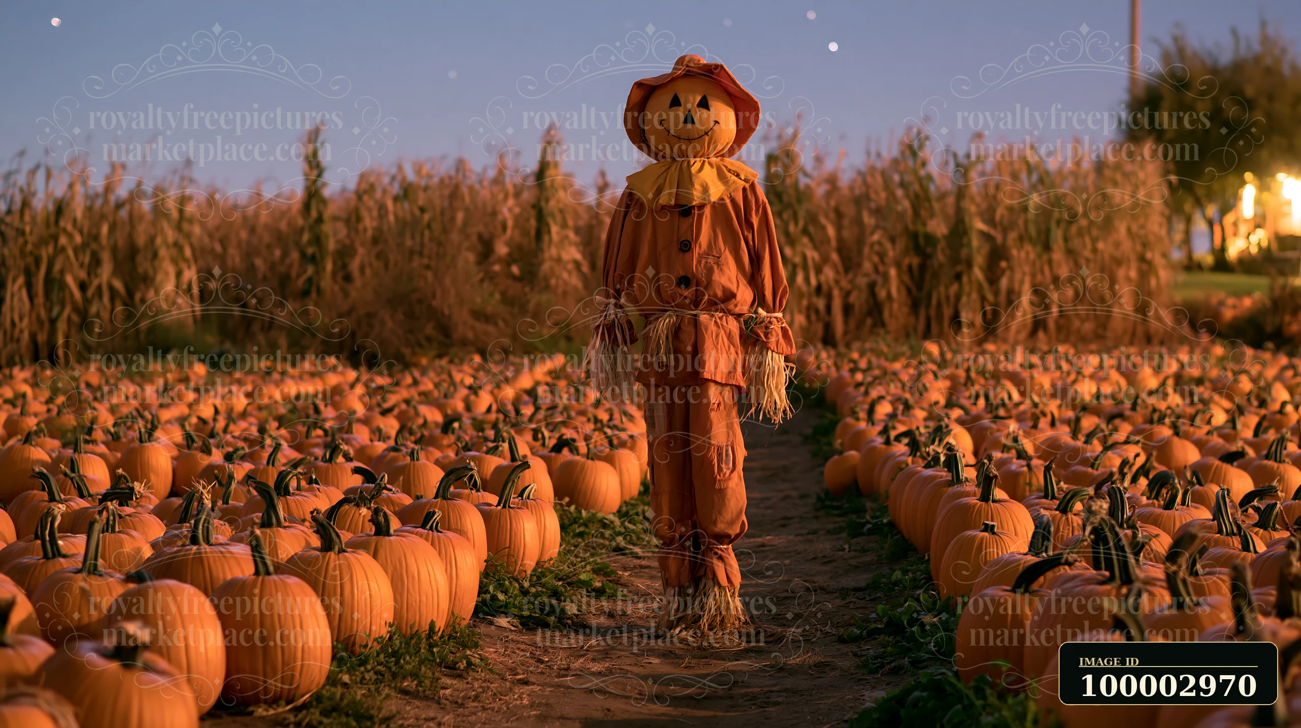 A scarecrow with stars above a pumpkin patch watches over rows of pumpkins at dusk.