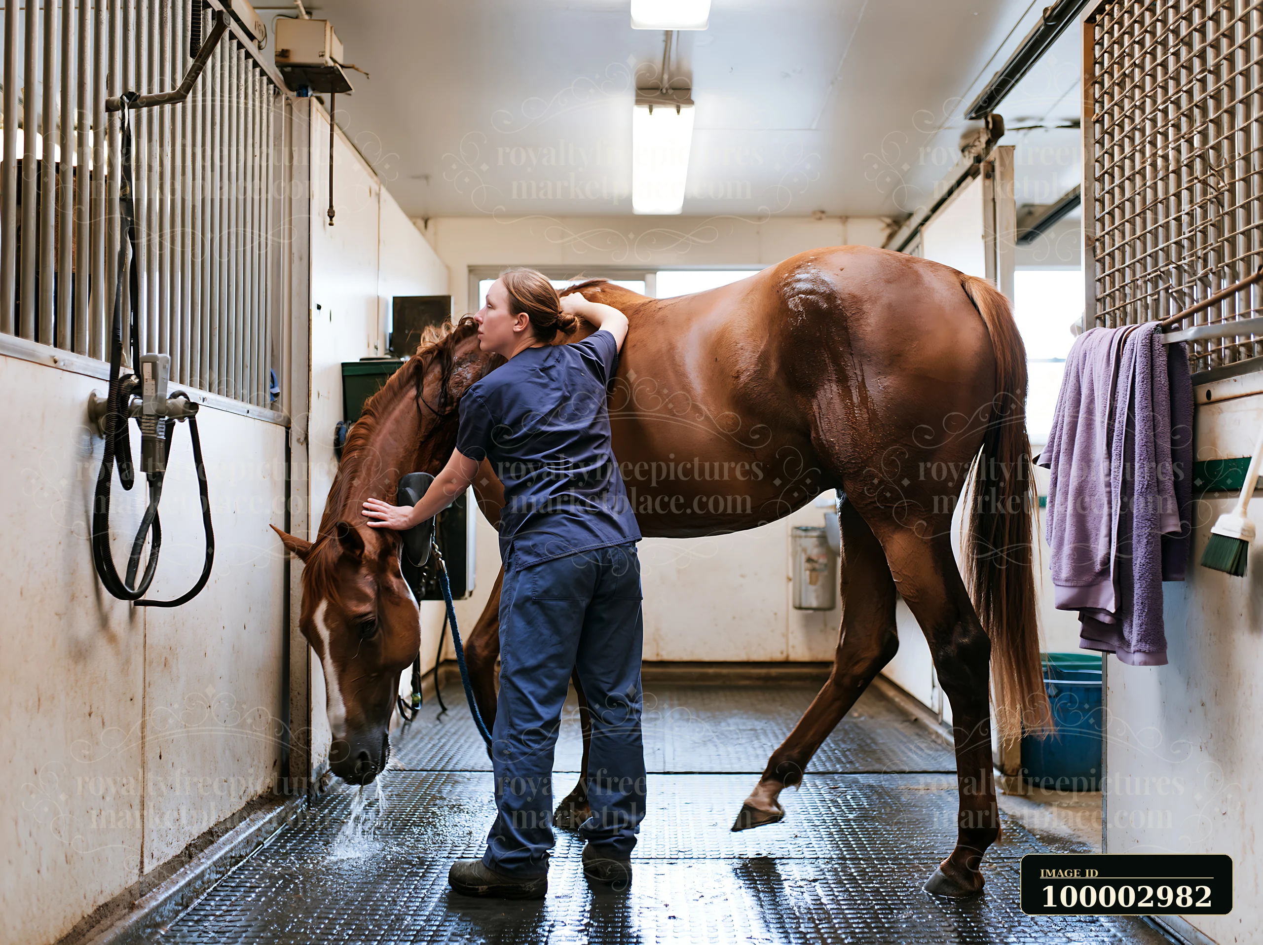 A veterinarian examining horse in a stable.