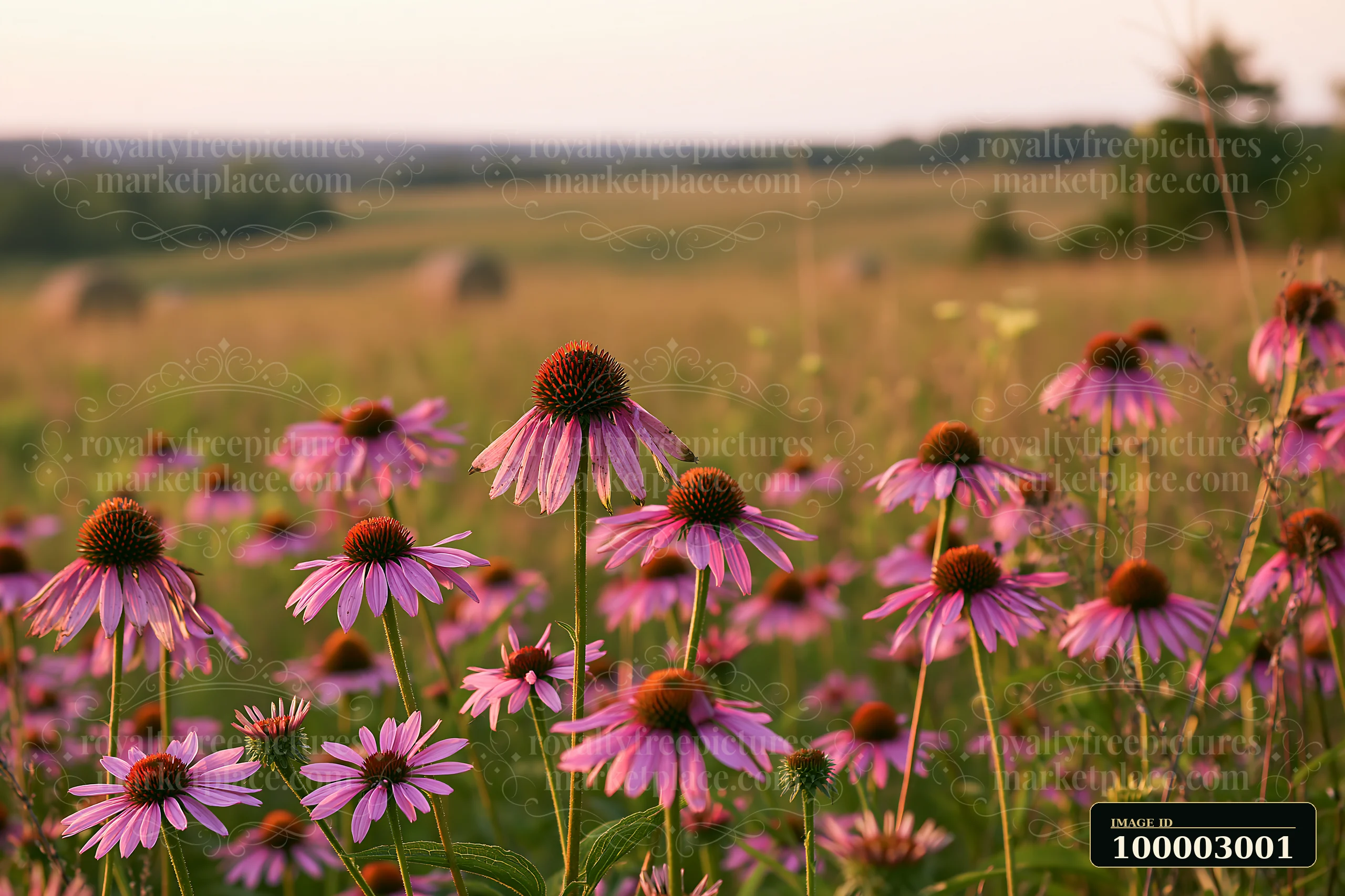 Echinacea flowers in prairie fill the foreground with vibrant colors under a soft evening light.