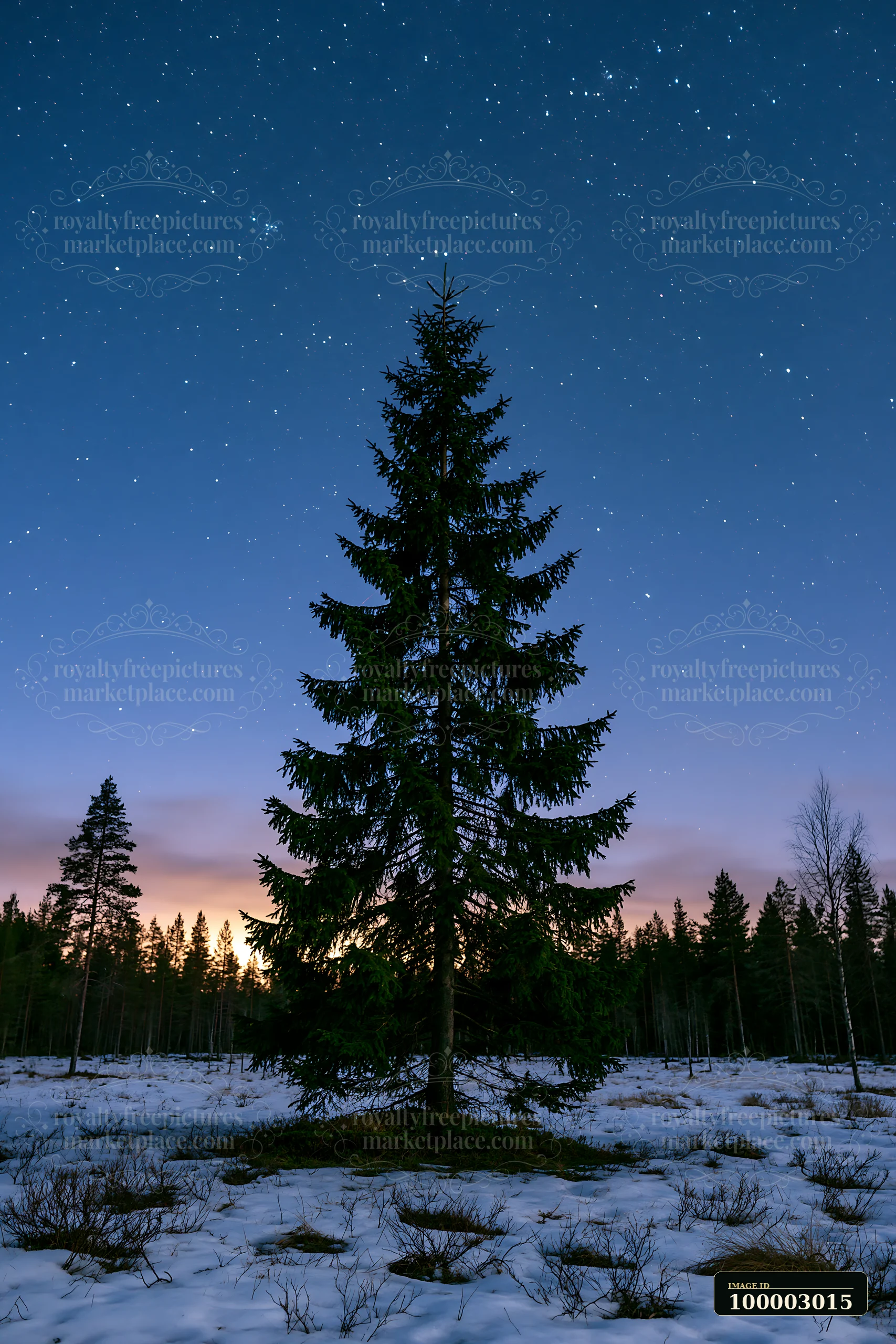 A tall tree stands in a snowy forest under a bright starry night sky.