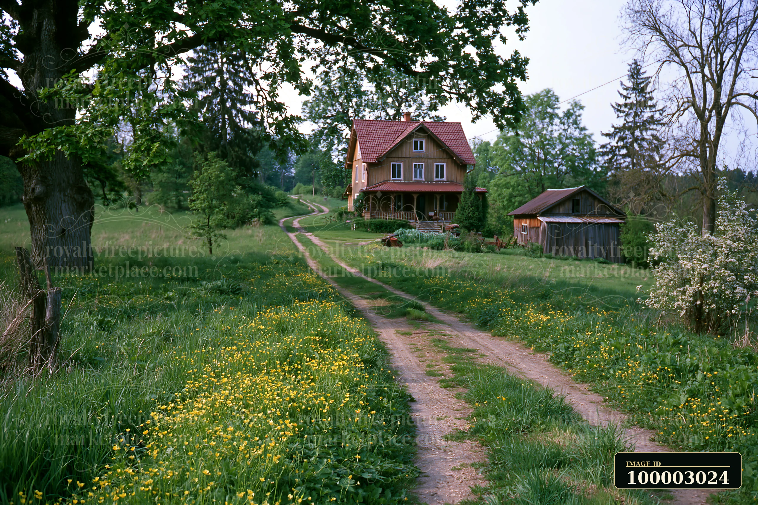 A rural home is located under oak trees along a dirt path with wildflowers.