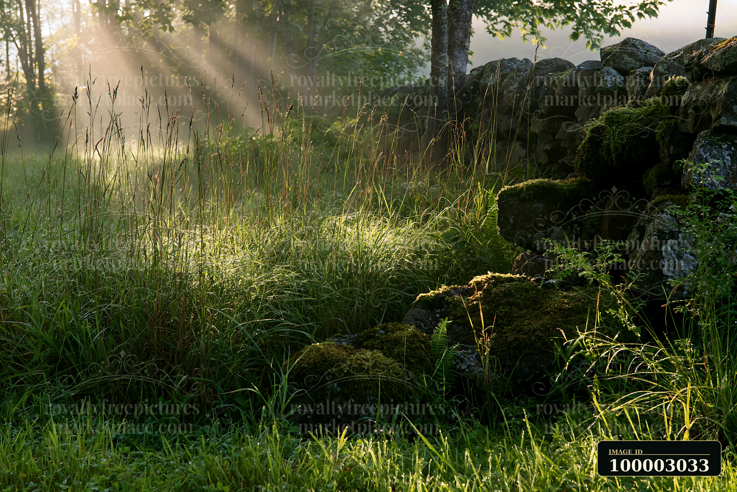 Sunbeams over a misty meadow illuminate tall grass and a stone wall.
