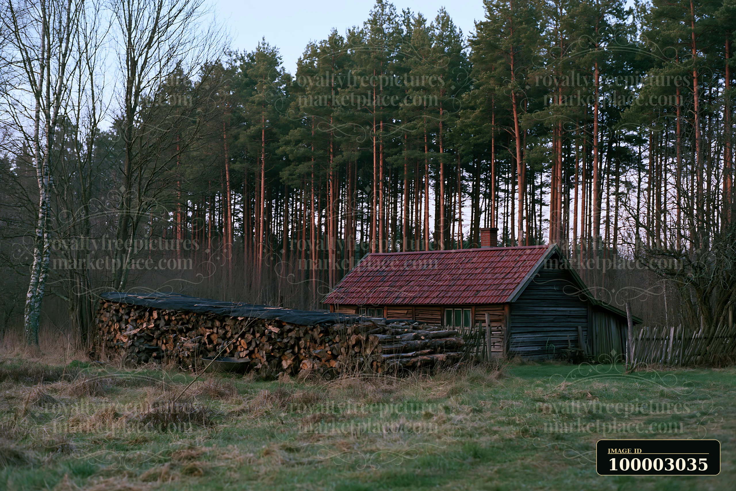 A rural cottage with firewood stack sits near a cluster of tall trees in a grassy area.
