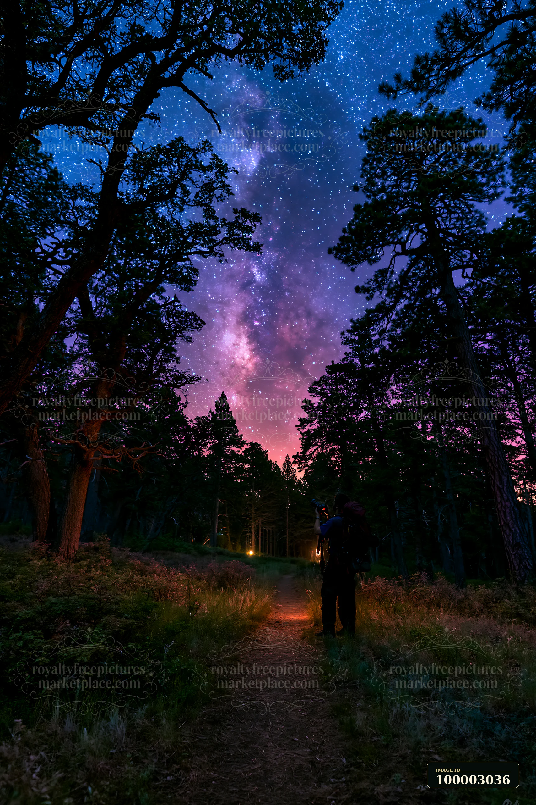 A person capturing the Milky Way beside a forest trail at night.