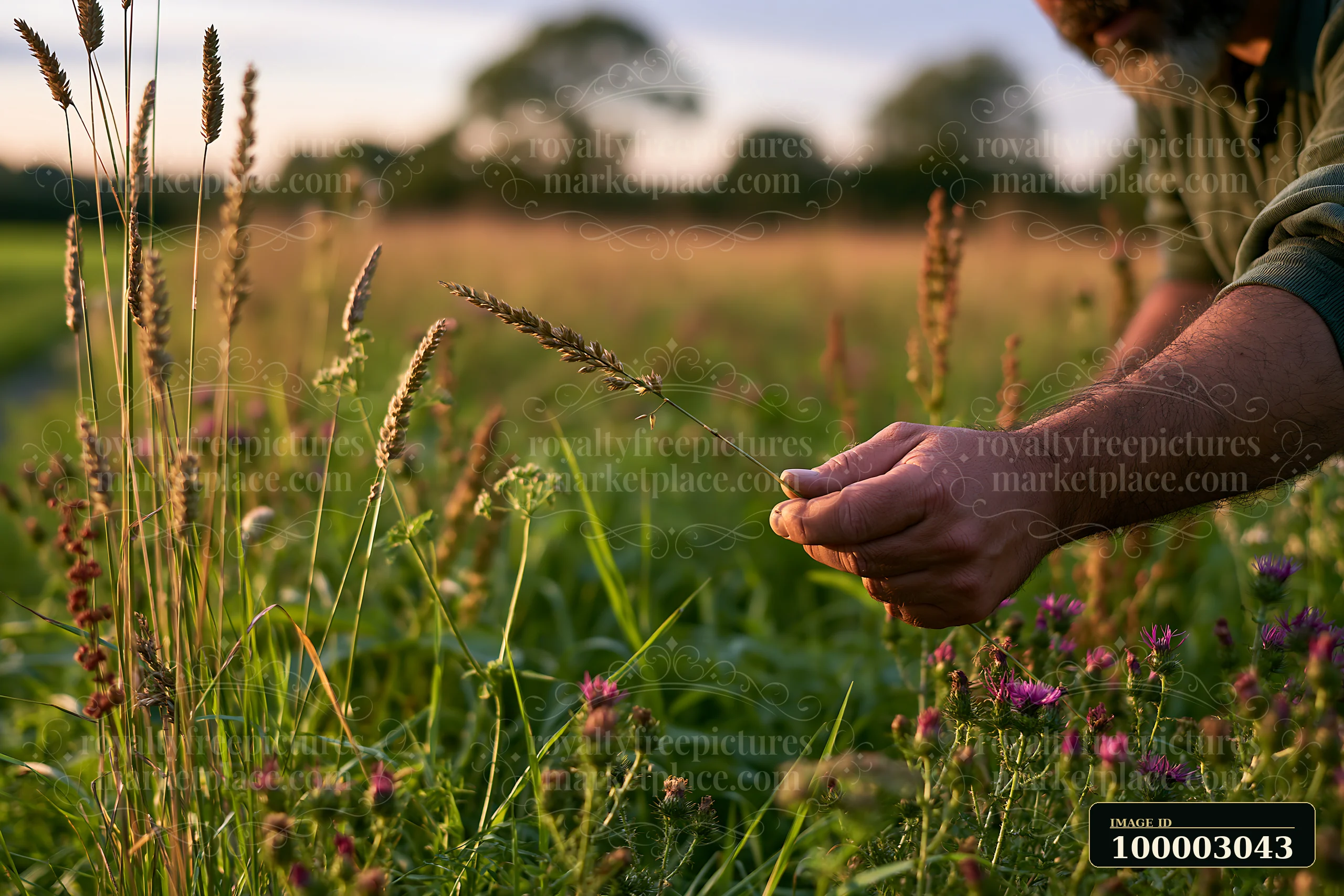 A farmer inspecting meadow crops holds a stalk in his hand.