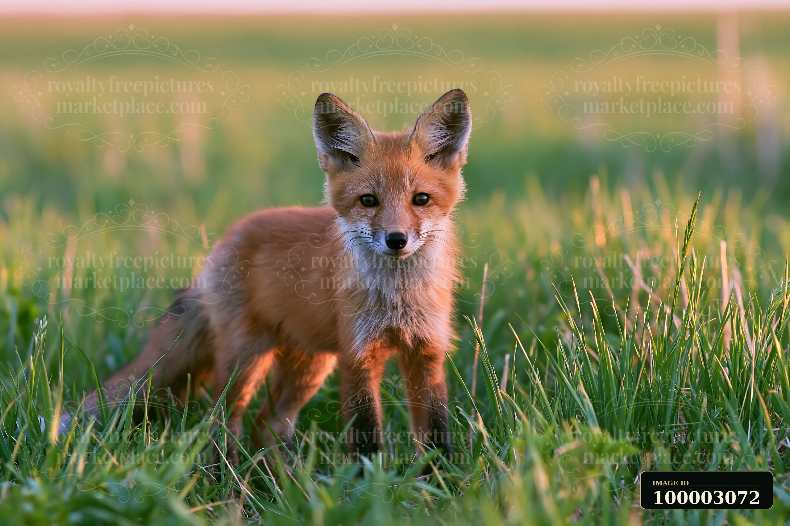 A young fox stands on green grass in a meadow, with soft sunlight illuminating its fur.