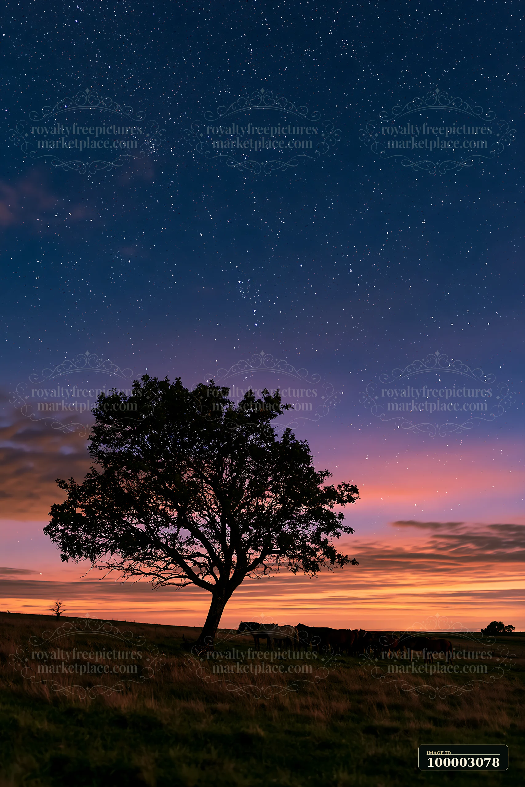 A wild horse herd silhouetted against stars, grazing beneath a tree during twilight.