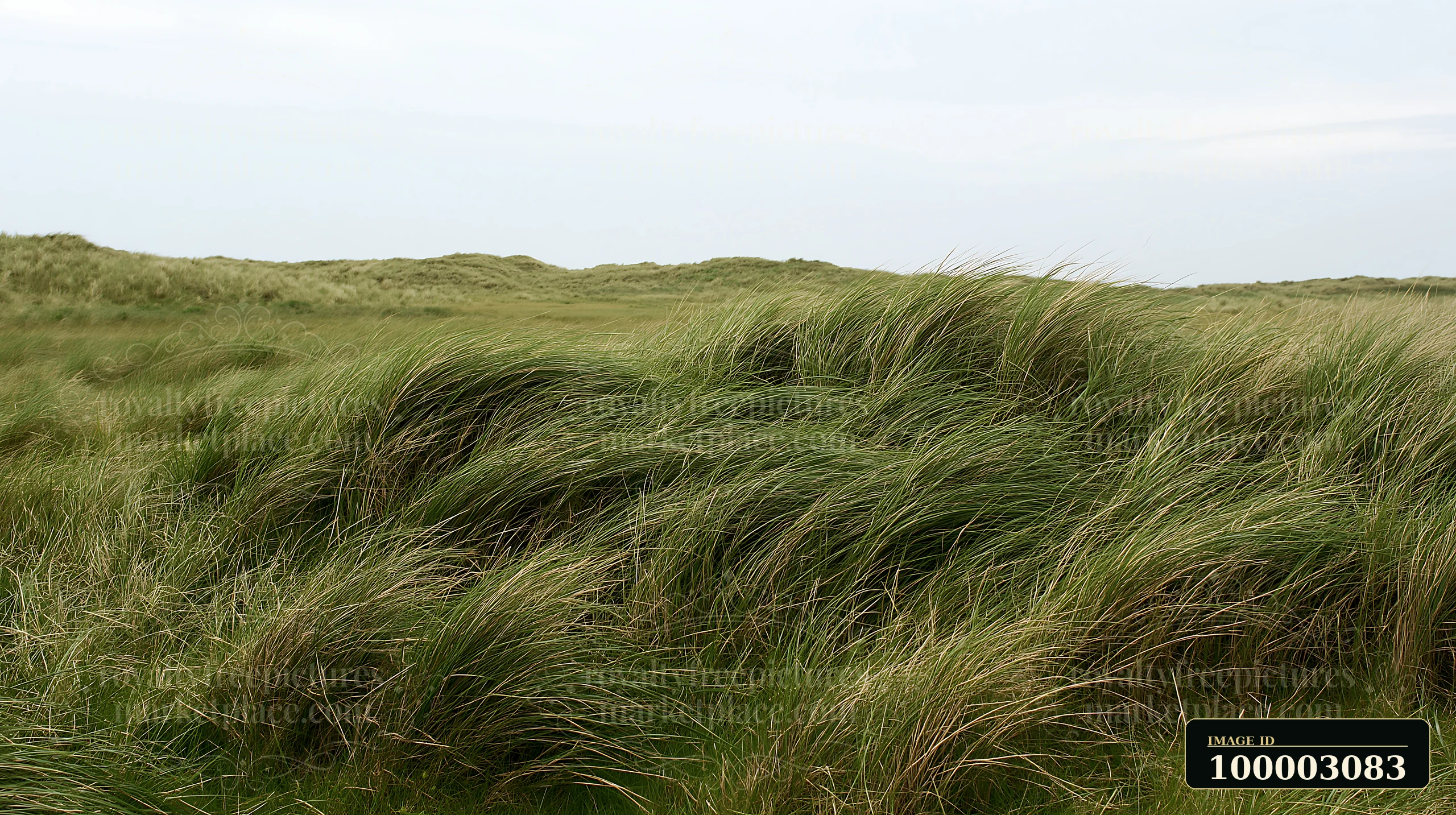 Tall meadow grass sways as the wind blows through it in a rural field.