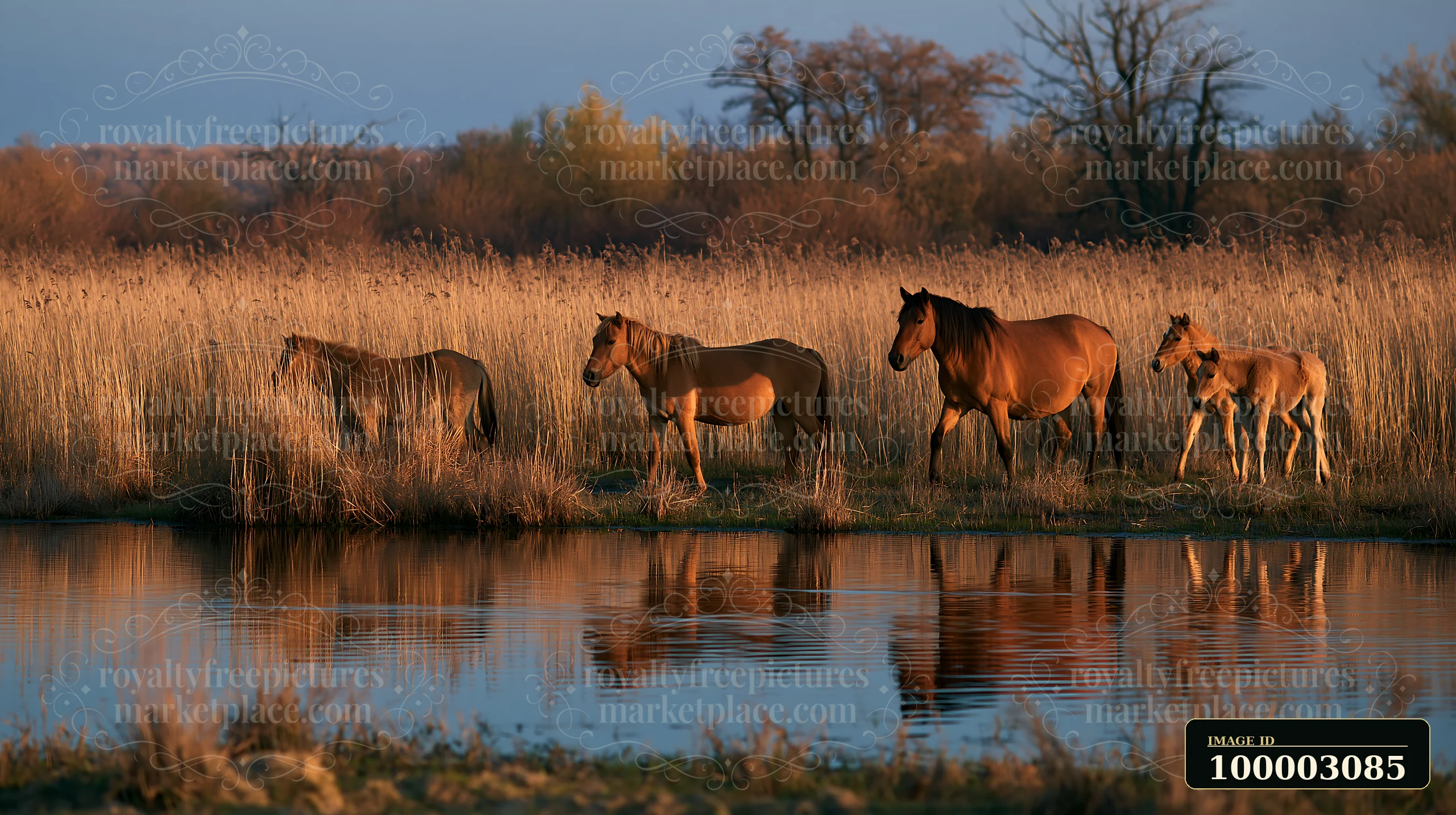 A wild horse herd walks through tall grass near a river in a vibrant autumn landscape.