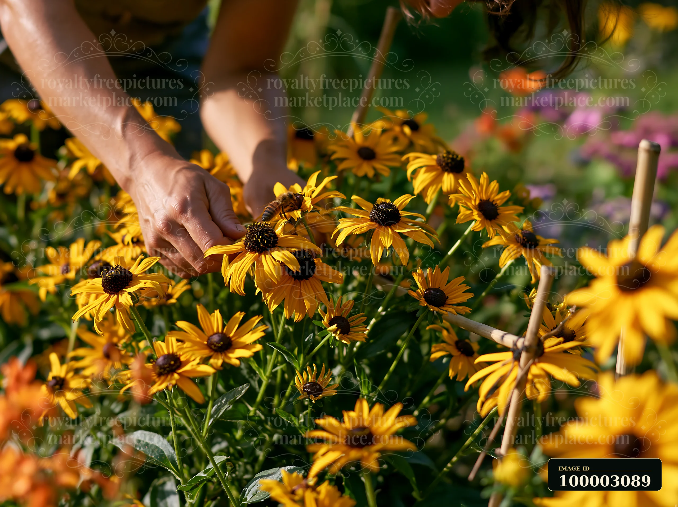 A gardener is gently tending to rudbeckia flowers in sunlight, showcasing their vibrant yellow petals.