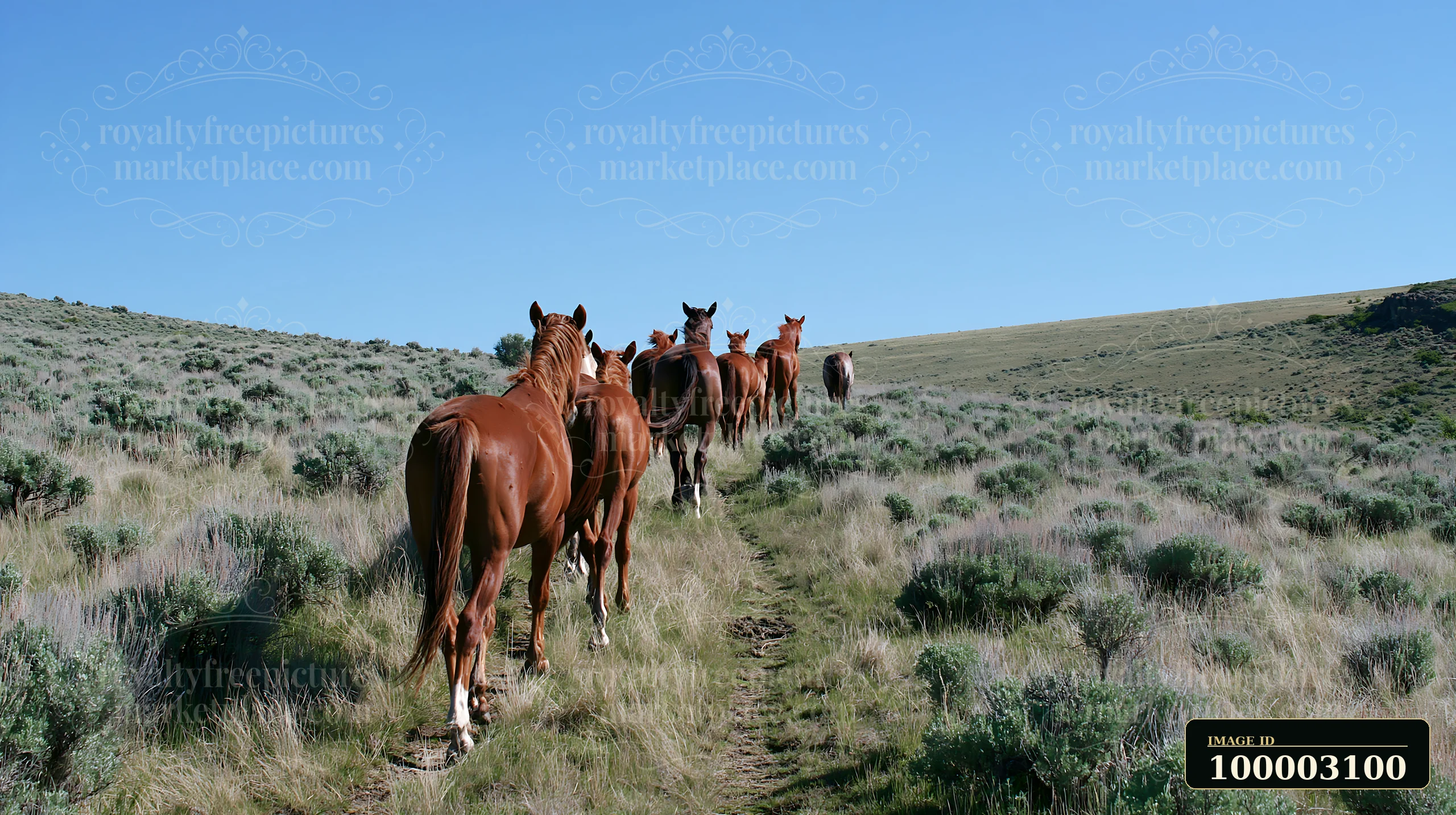 A group of wild horses moves along a dirt path through a grassy area in a remote wilderness setting.