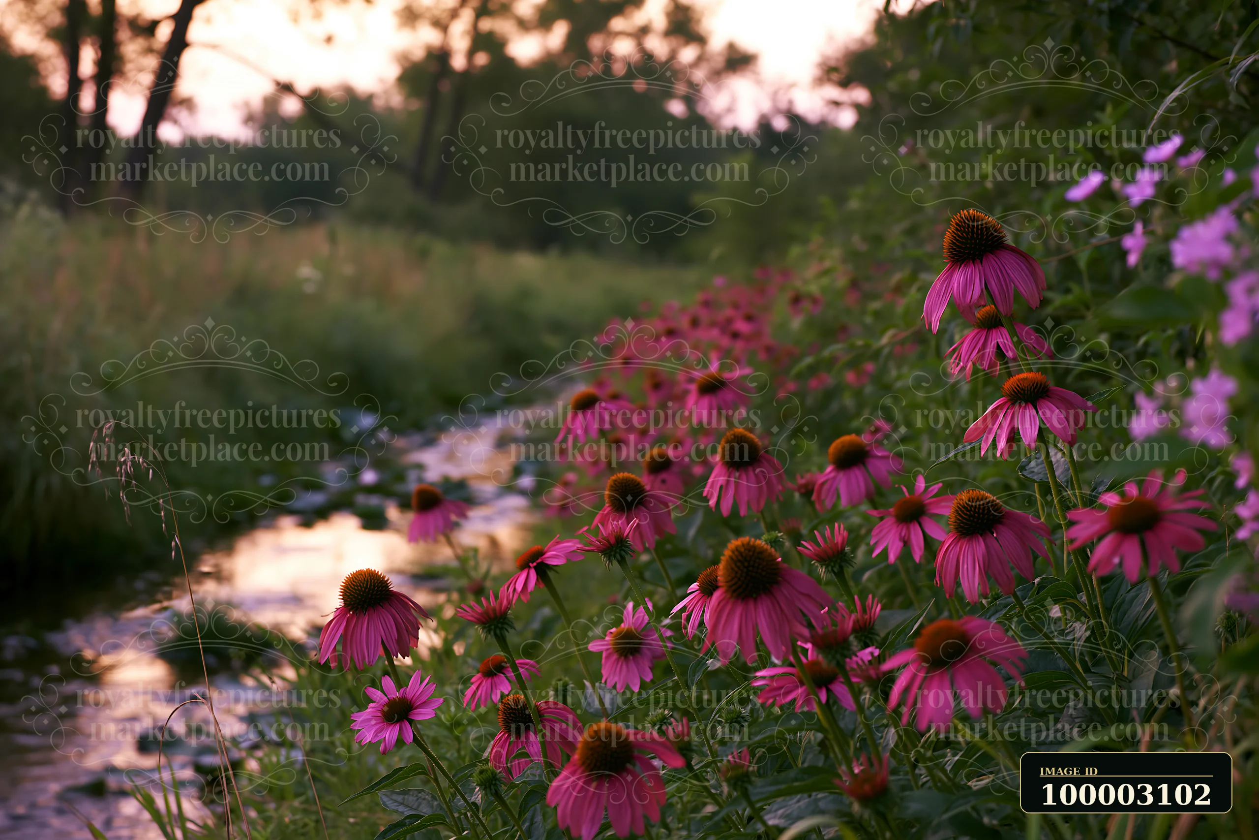 Echinacea flowers in prairie grow along a small stream as the sun sets.