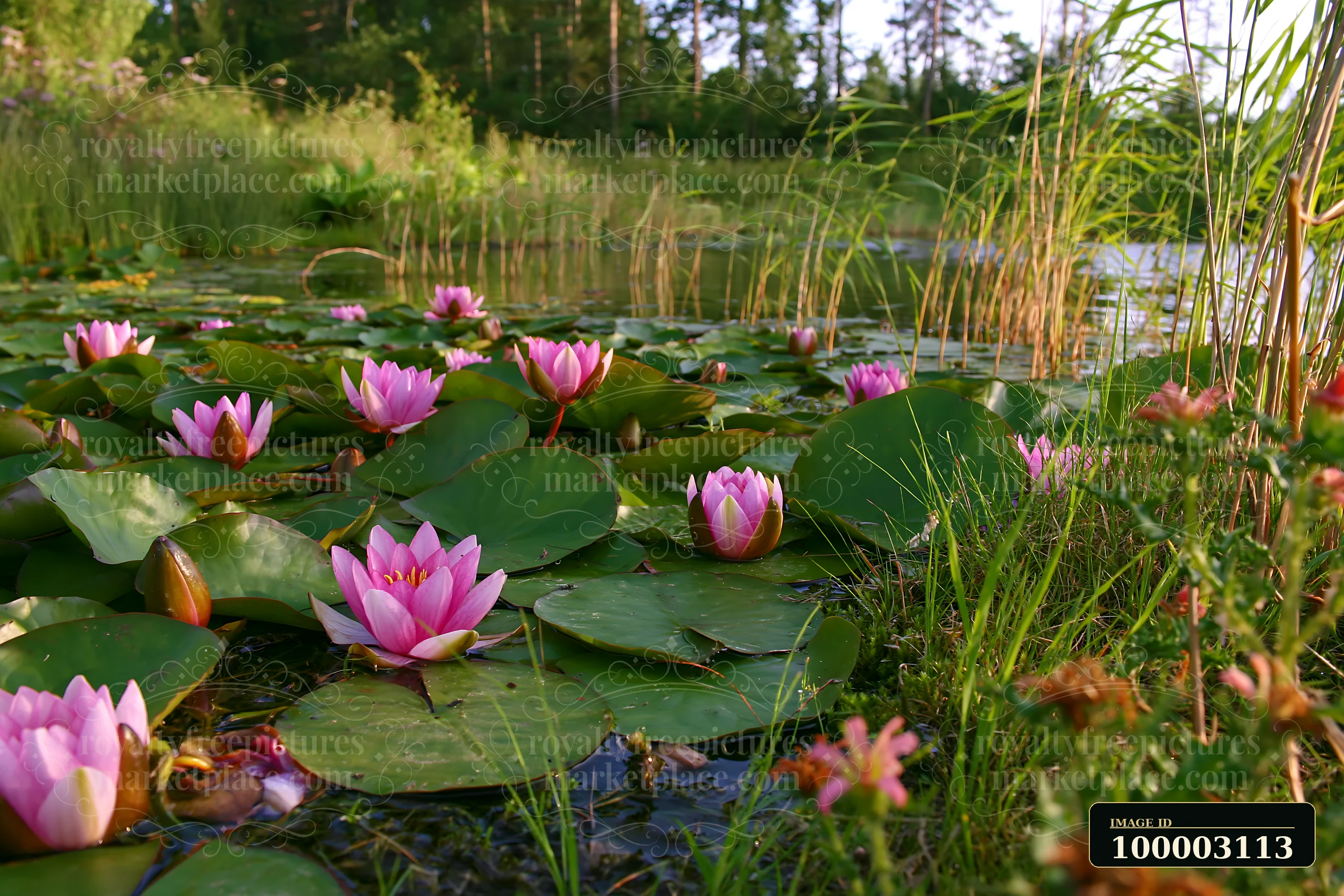 A water lily pond viewed at water level showcases vibrant pink flowers surrounded by large green leaves.