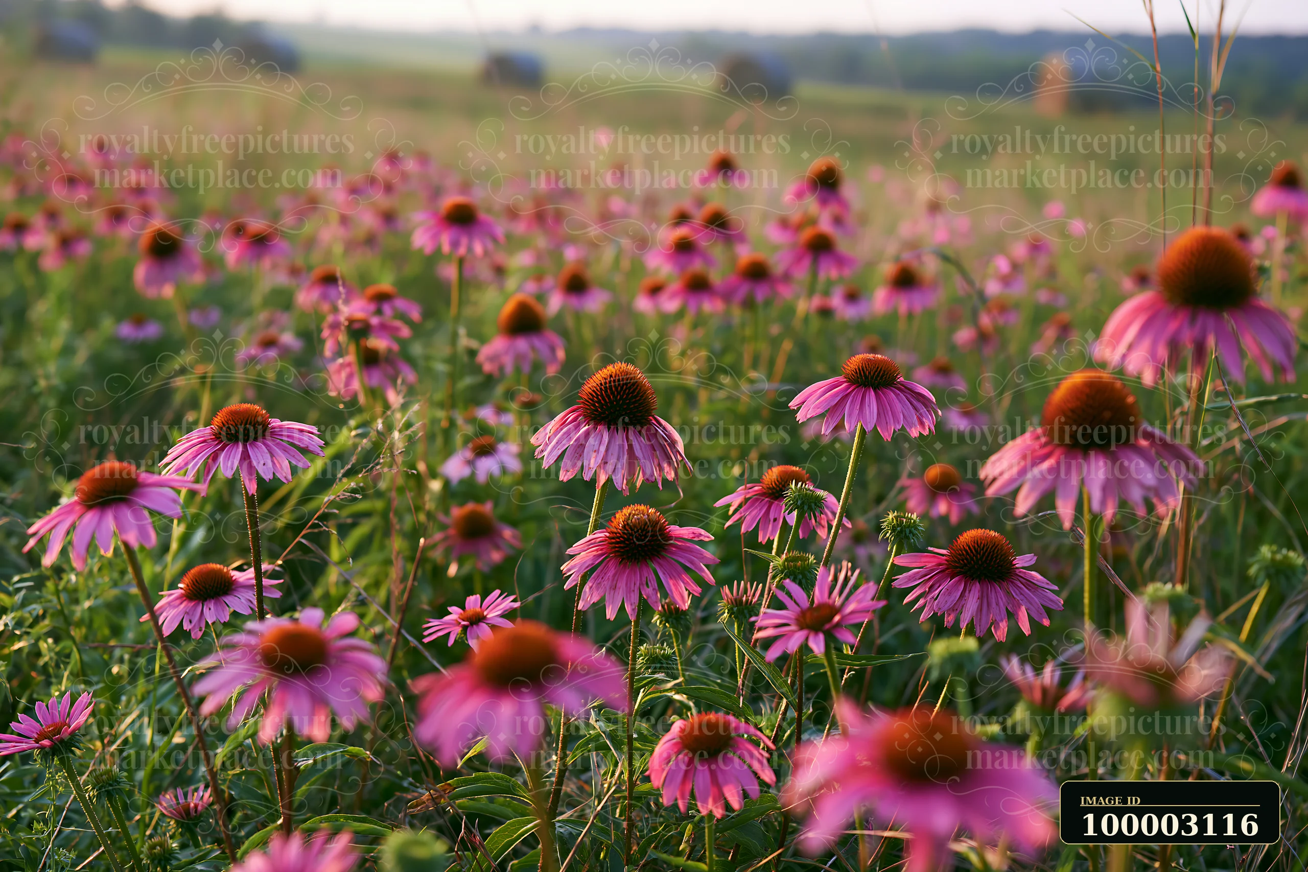 Echinacea flowers in prairie fill the scene with their vibrant colors amid green grass.