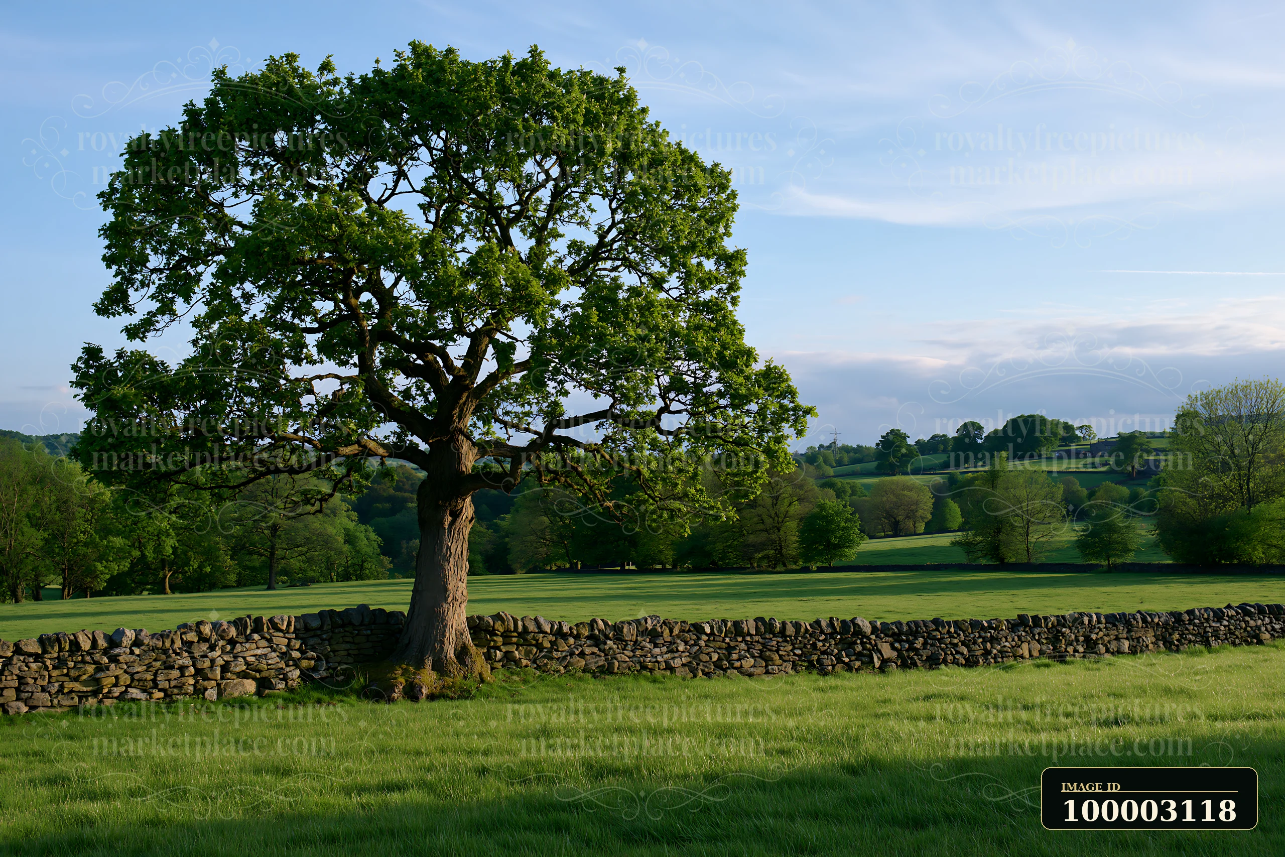 A lone tree in meadow grows beside a stone wall, surrounded by green grass and distant hills under a clear sky.