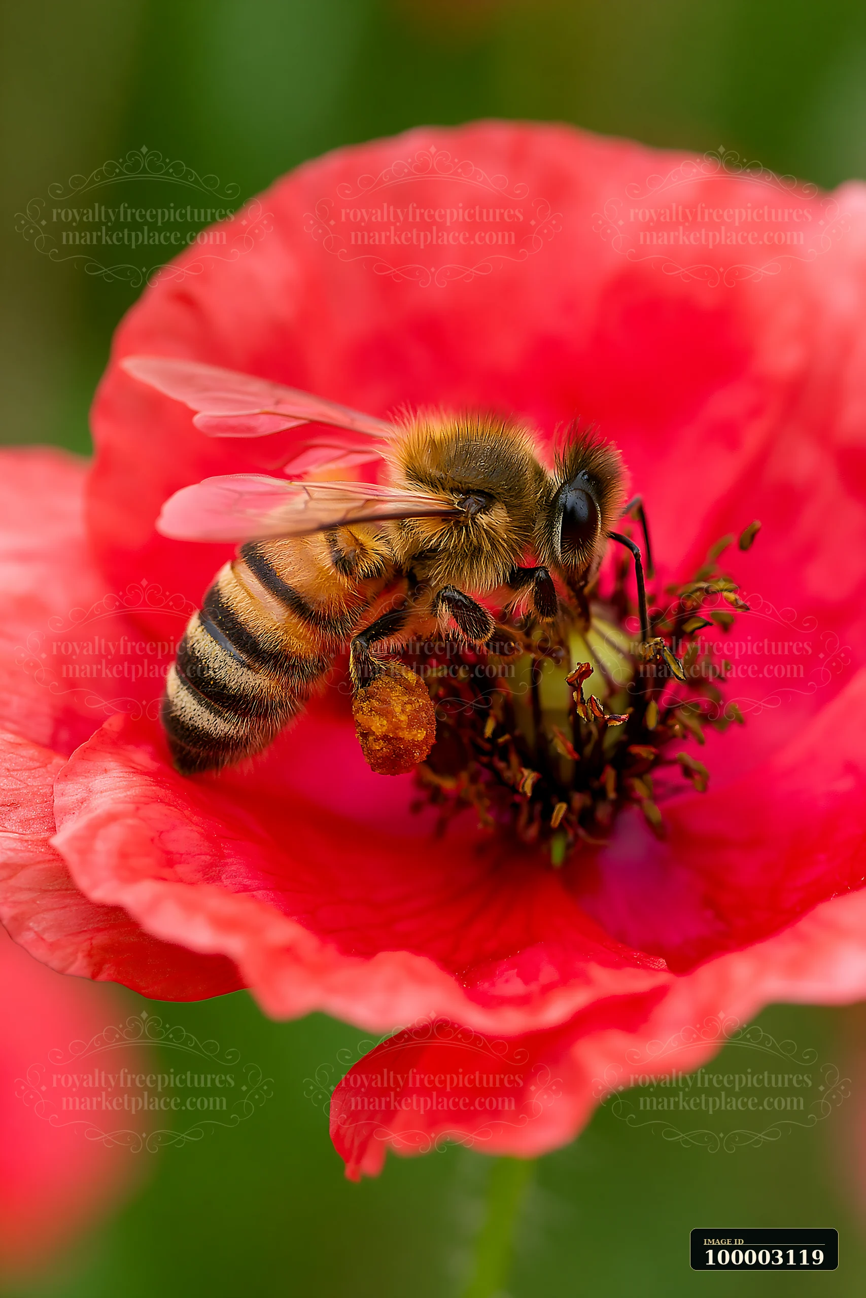 A honey bee with full pollen sacs gathers nectar from a bright poppy flower.