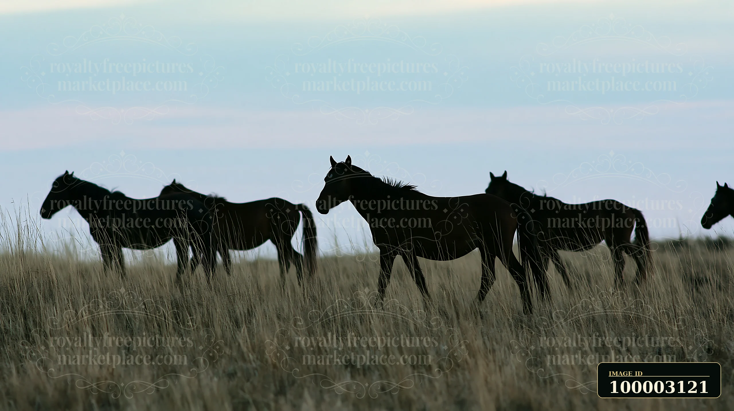 A wild horse herd viewed through tall grass grazes in an open field under a clear sky.