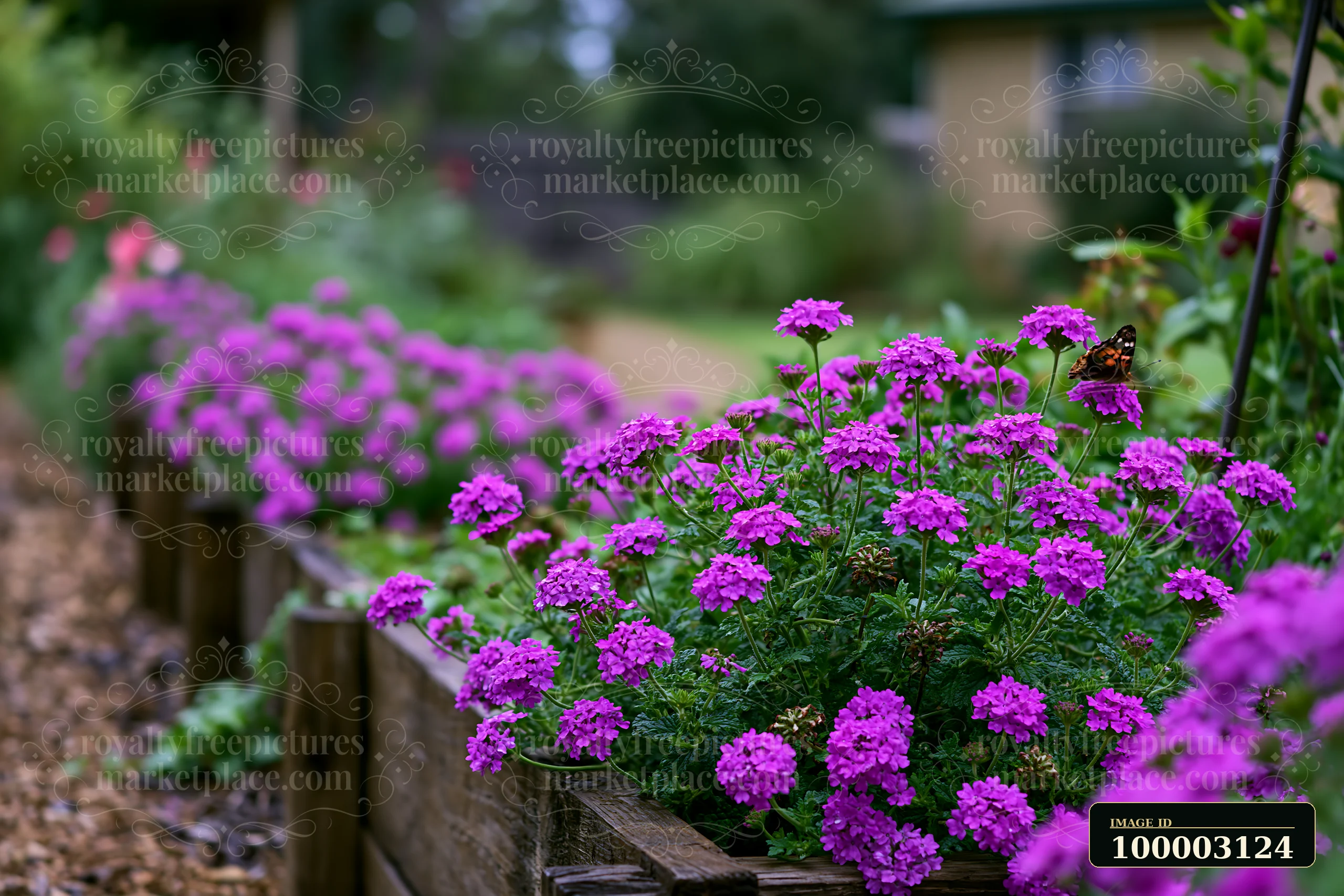 Bright verbena flowers in container add color to a garden path.