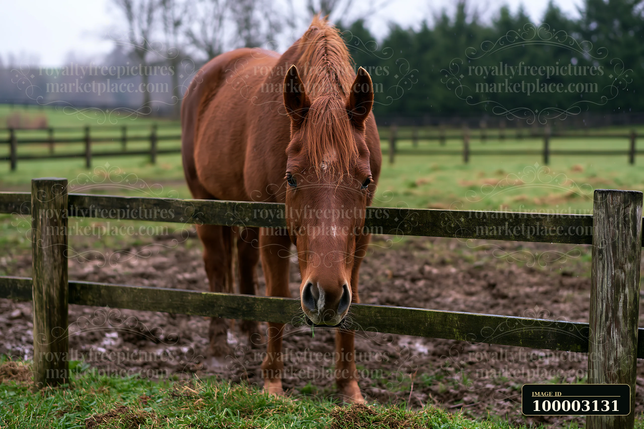 A brown horse is in a muddy paddock surrounded by a wooden fence.