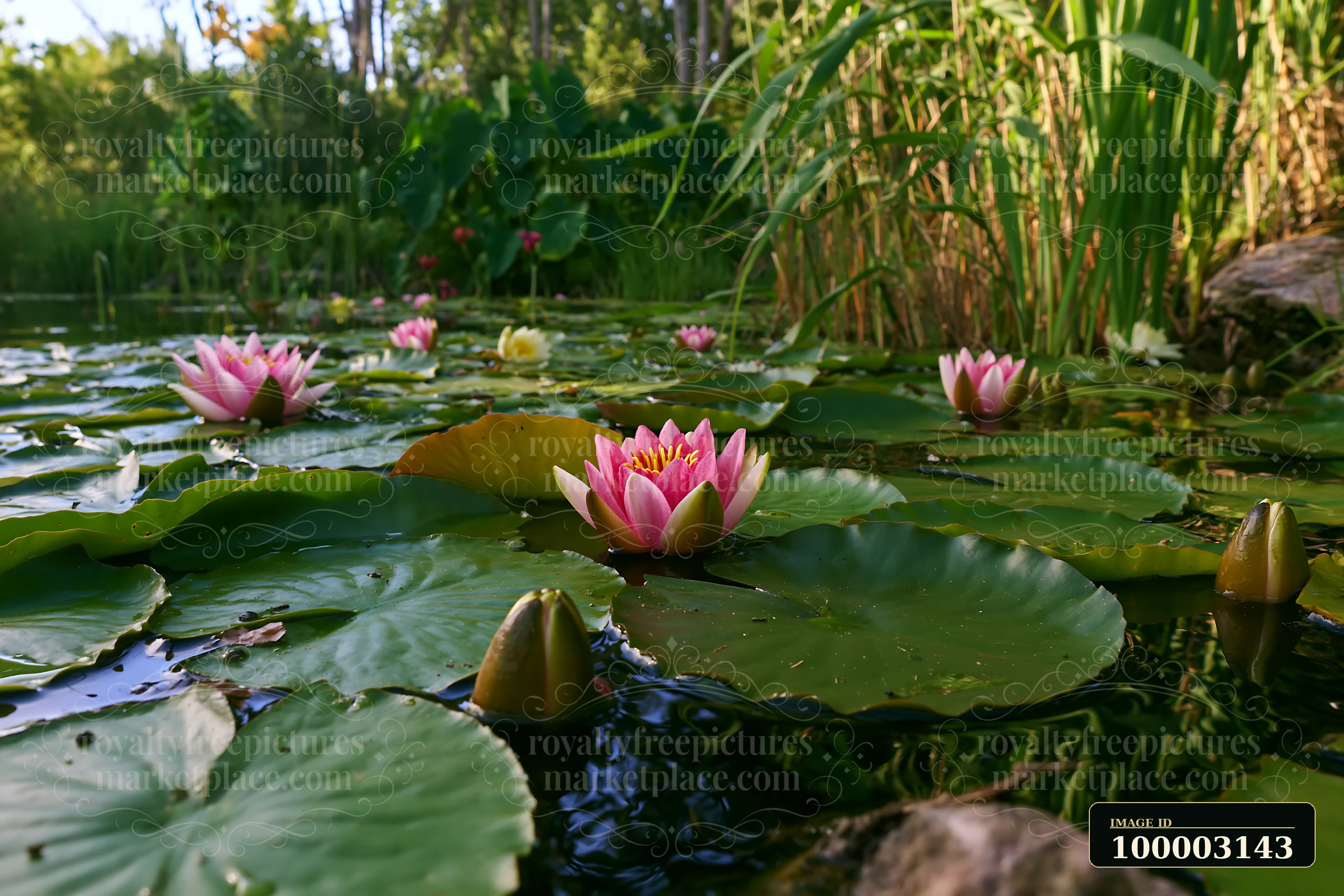 Water lily pond viewed at water level shows pink flowers among green leaves.