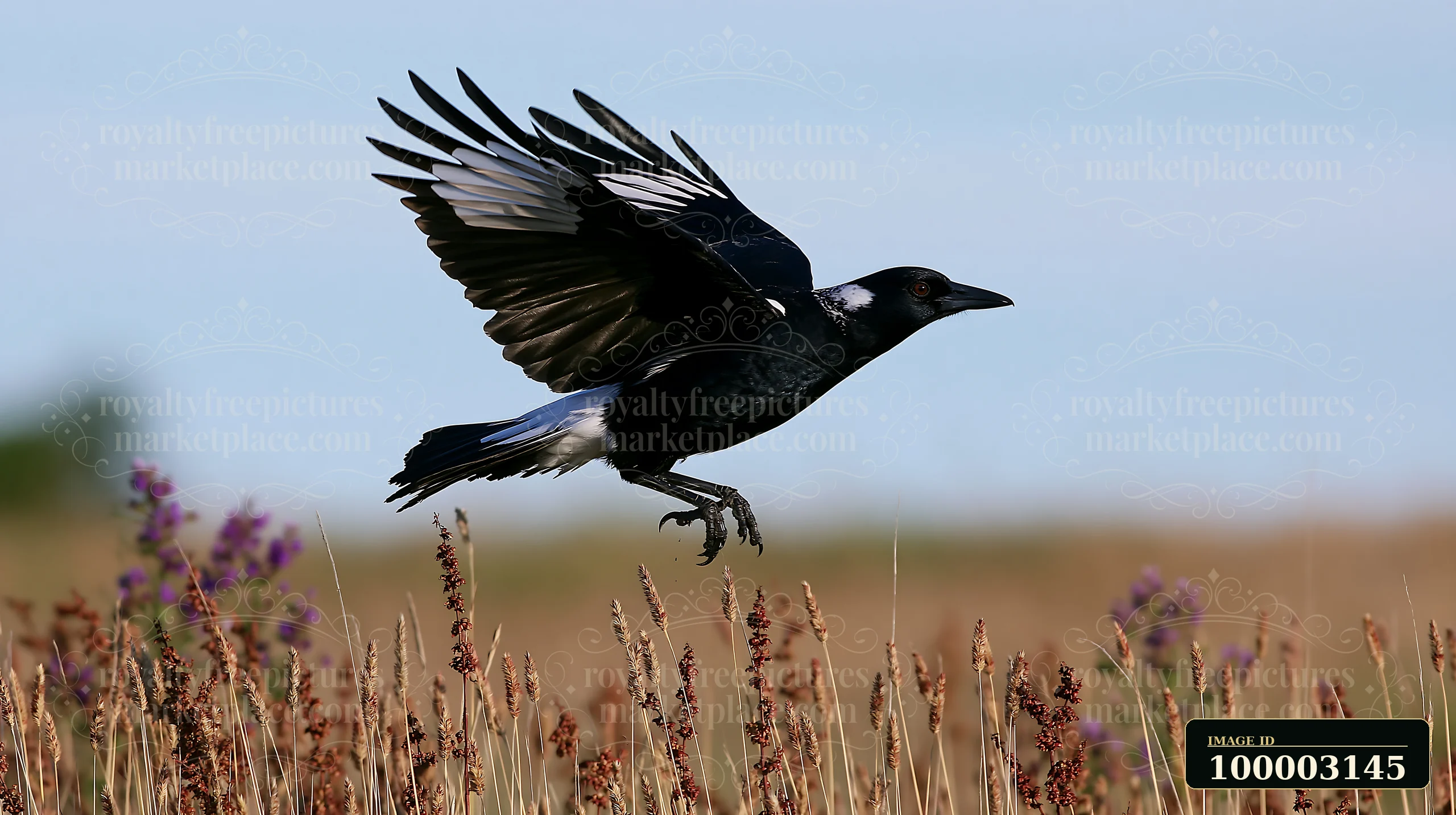 An Australian magpie in grassland takes off from the ground.