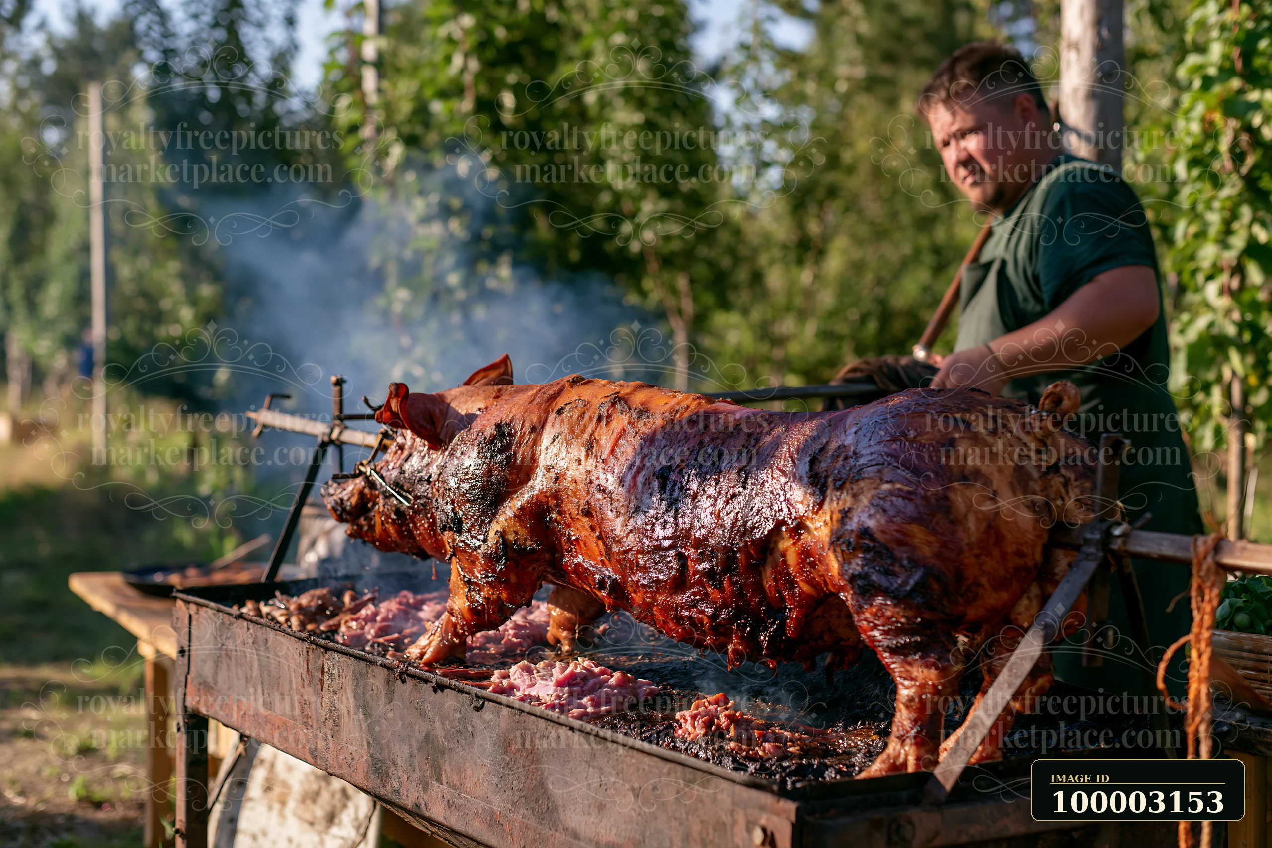 A freshly roasted pig on outdoor grill is prepared in a forest.