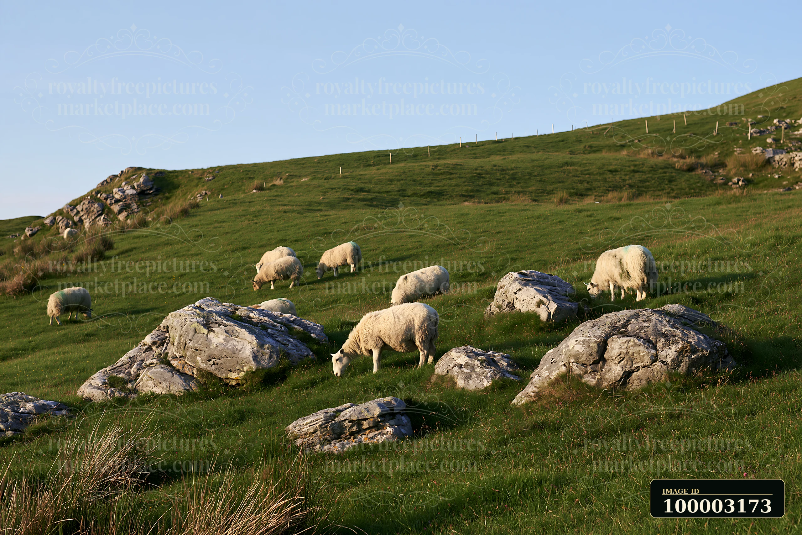 Sheep grazing on meadow hillside near rocky outcrops.