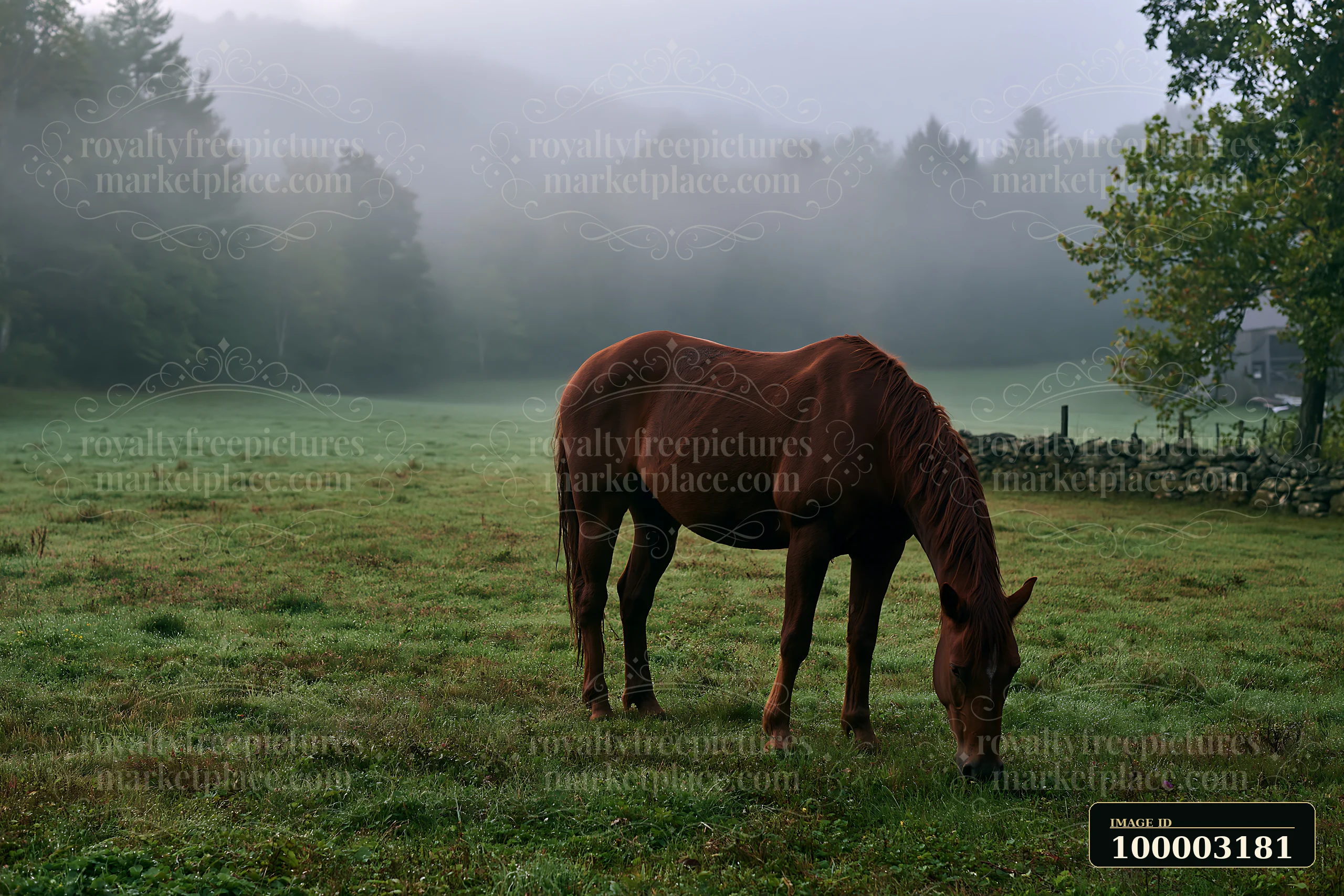 A horse grazes in a meadow surrounded by fog, with trees and hills in the background.