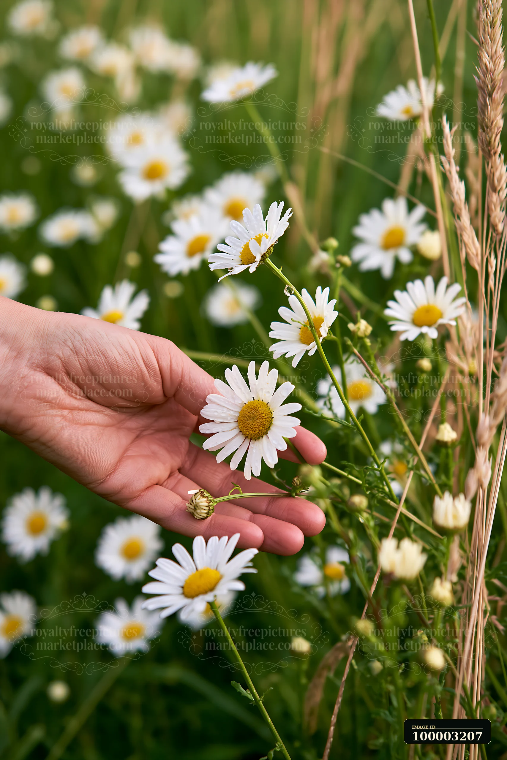 A person picks wild meadow flowers, focusing on bright daisies among green grass.