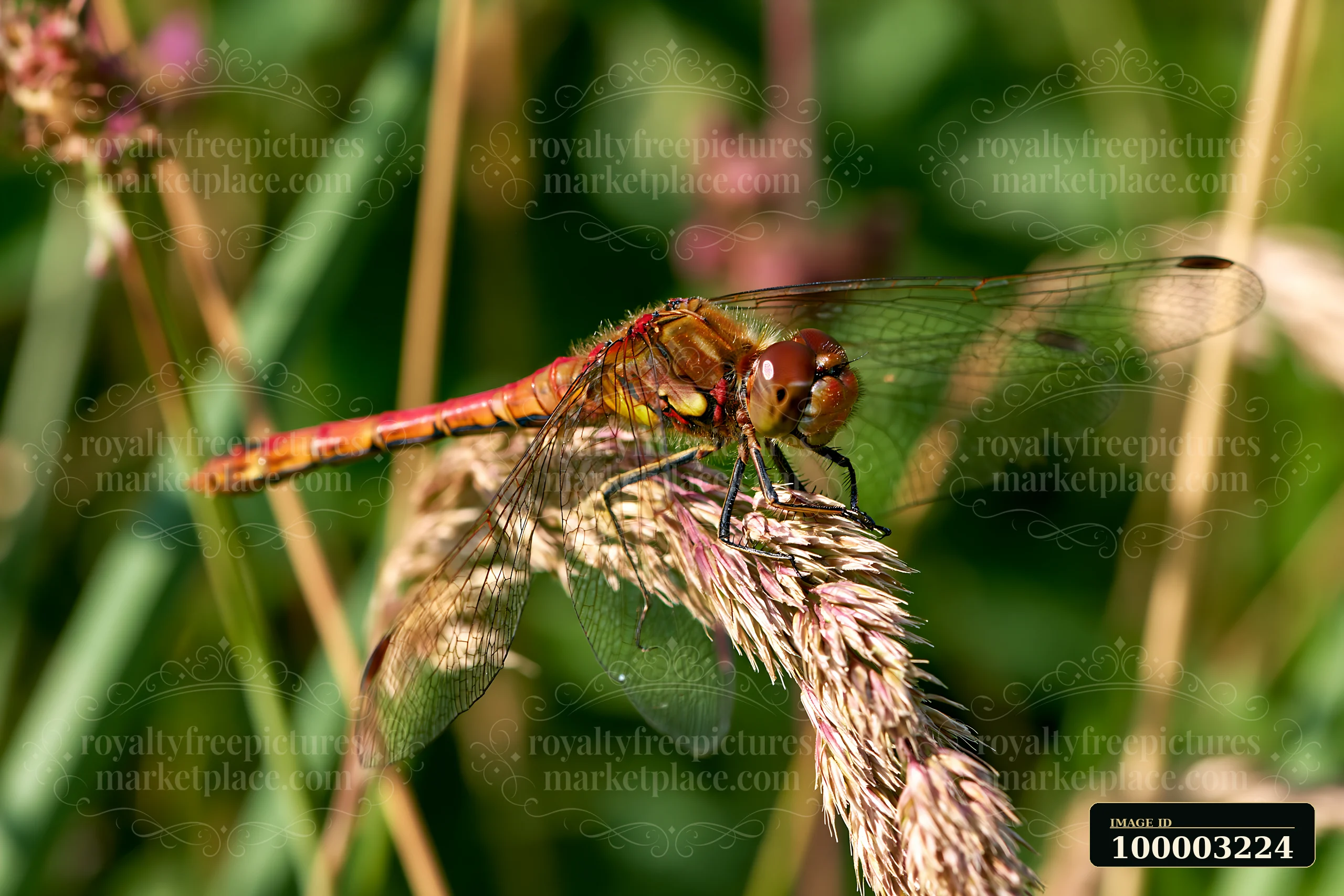 A dragonfly rests on a tall blade of grass as wind blows through the meadow grass, creating a natural setting filled with green hues and soft textures.