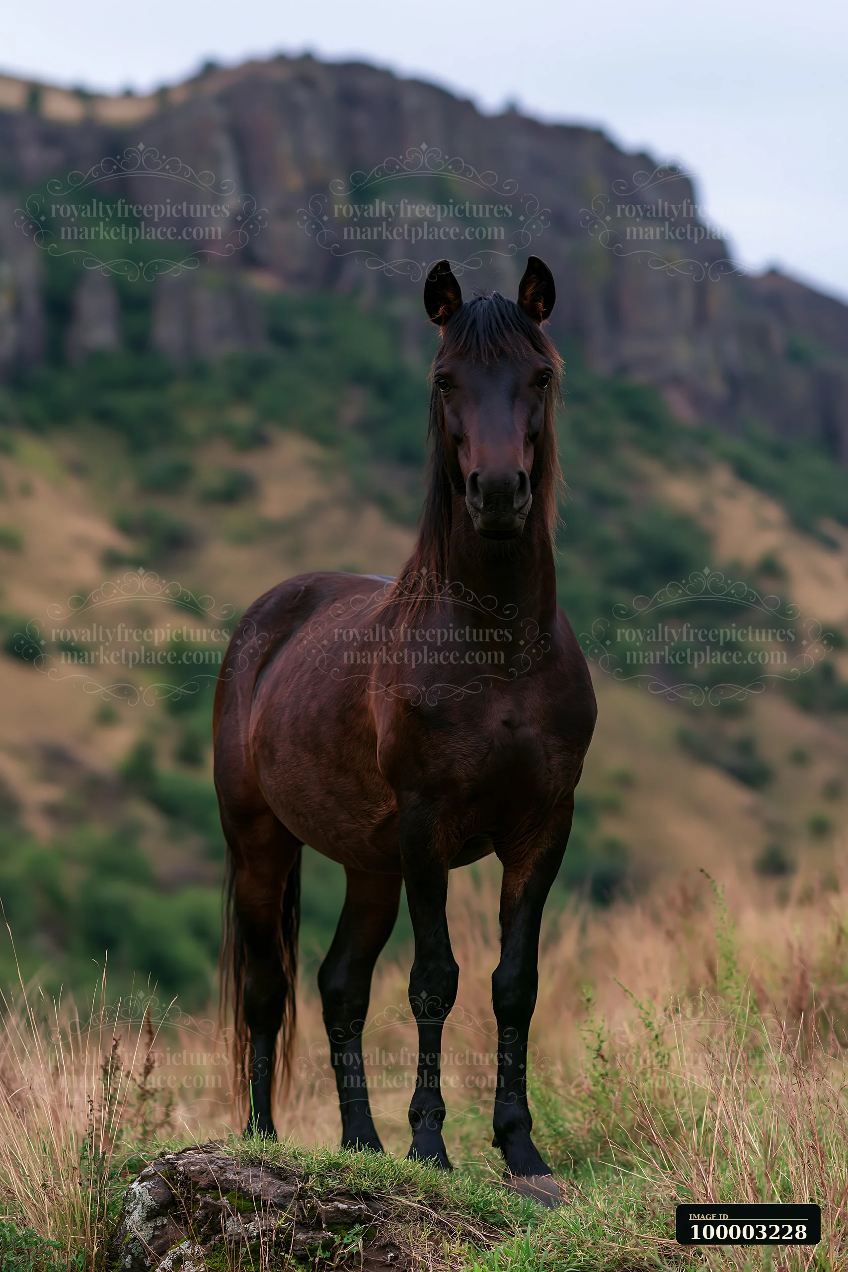 A group of wild horses stands near canyon cliffs, showcasing their strength and beauty against the rocky backdrop.