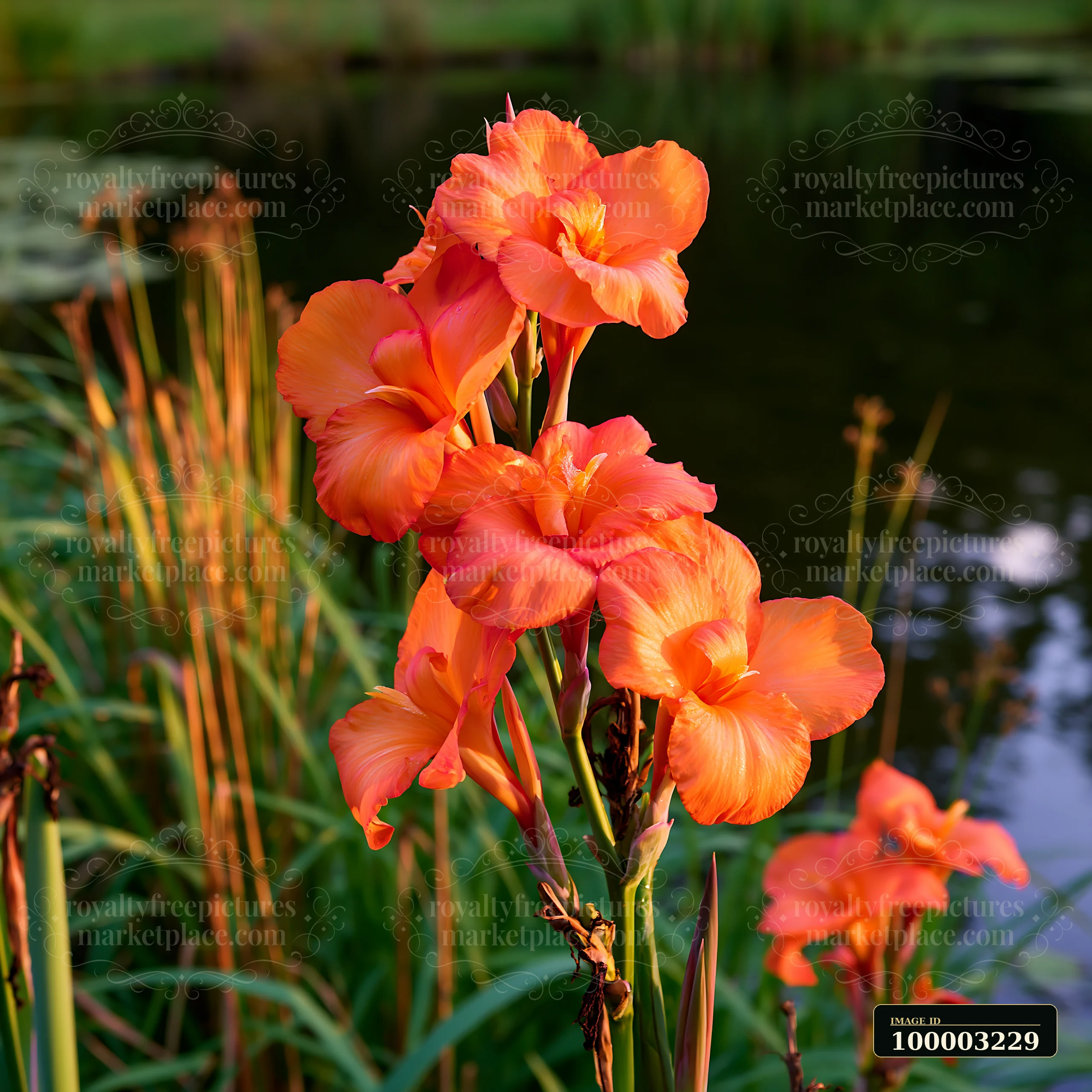 Canna lily flowers by pond show vibrant orange blooms alongside greenery.
