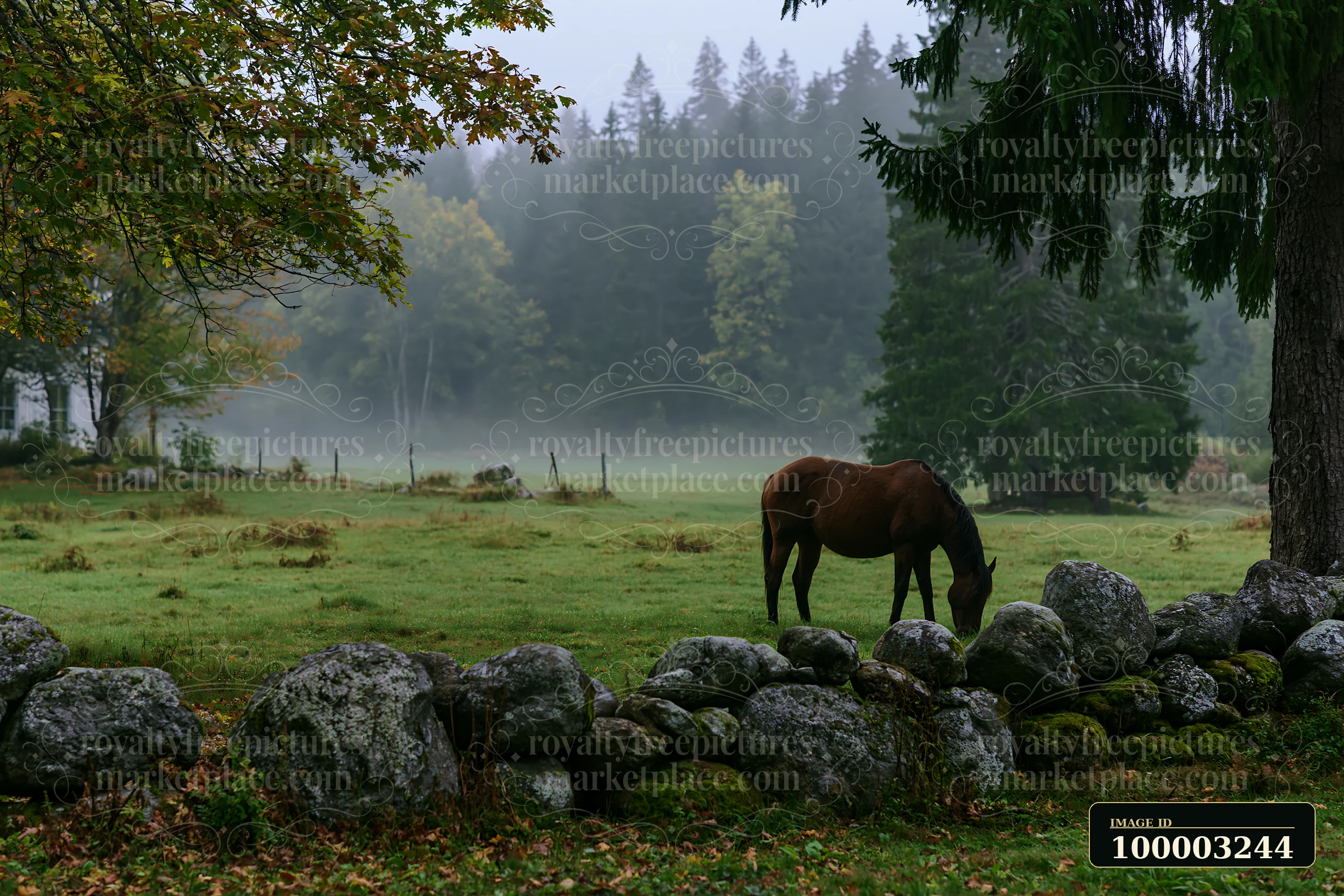 A horse grazes peacefully near a stone wall in a meadow as fog drifts across the landscape.