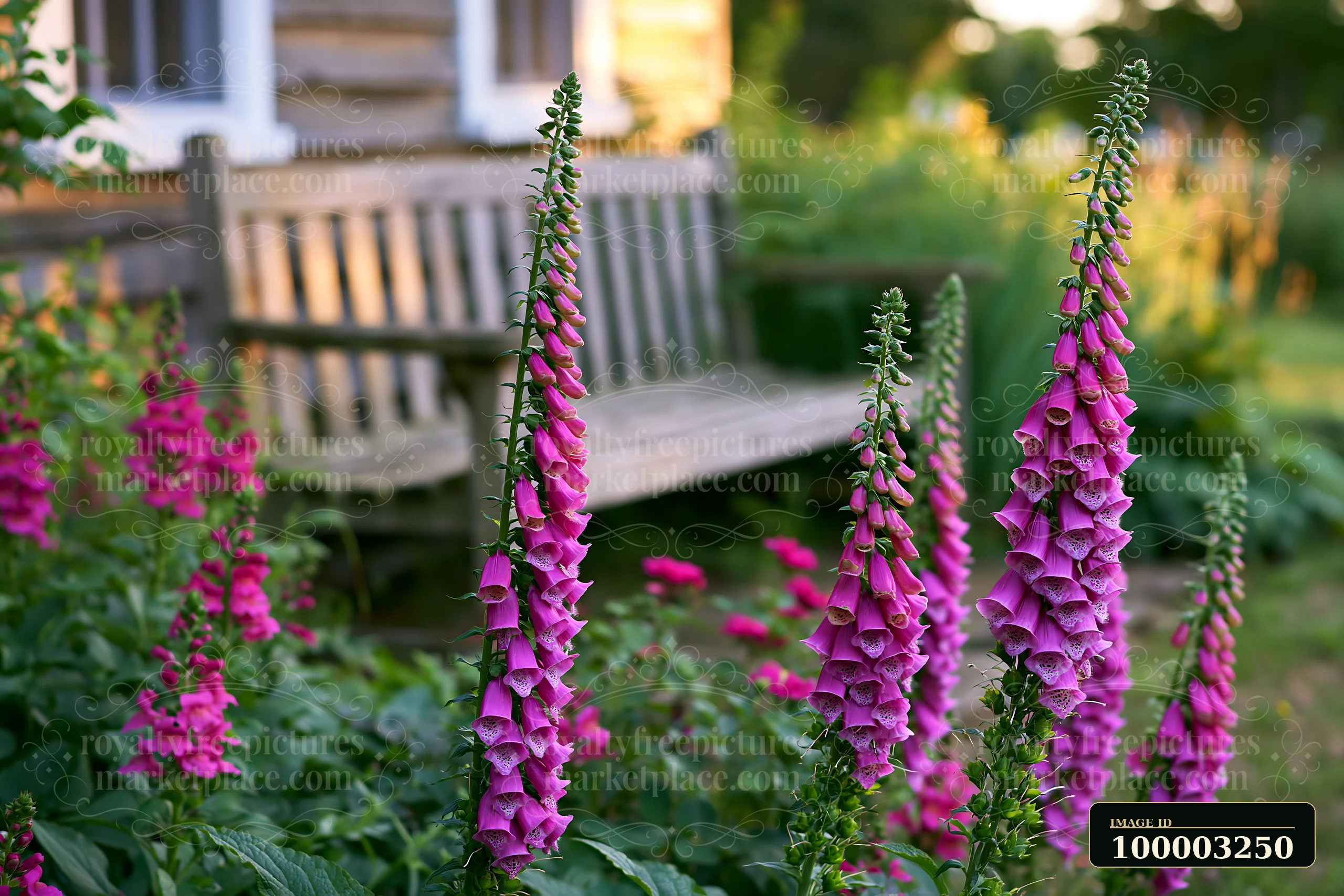 Foxglove flowers bloom next to a rustic cottage, showcasing their tall spikes of vibrant pink.