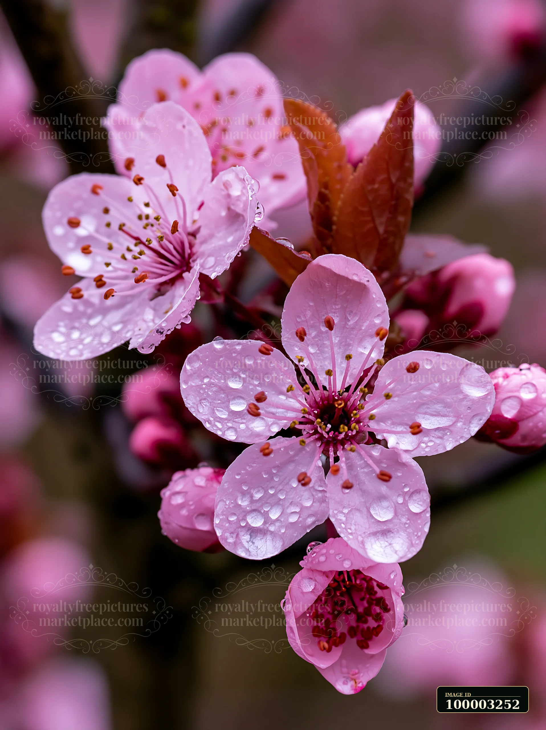 Plum trees flowering in an orchard show clusters of pink flowers with rain droplets.