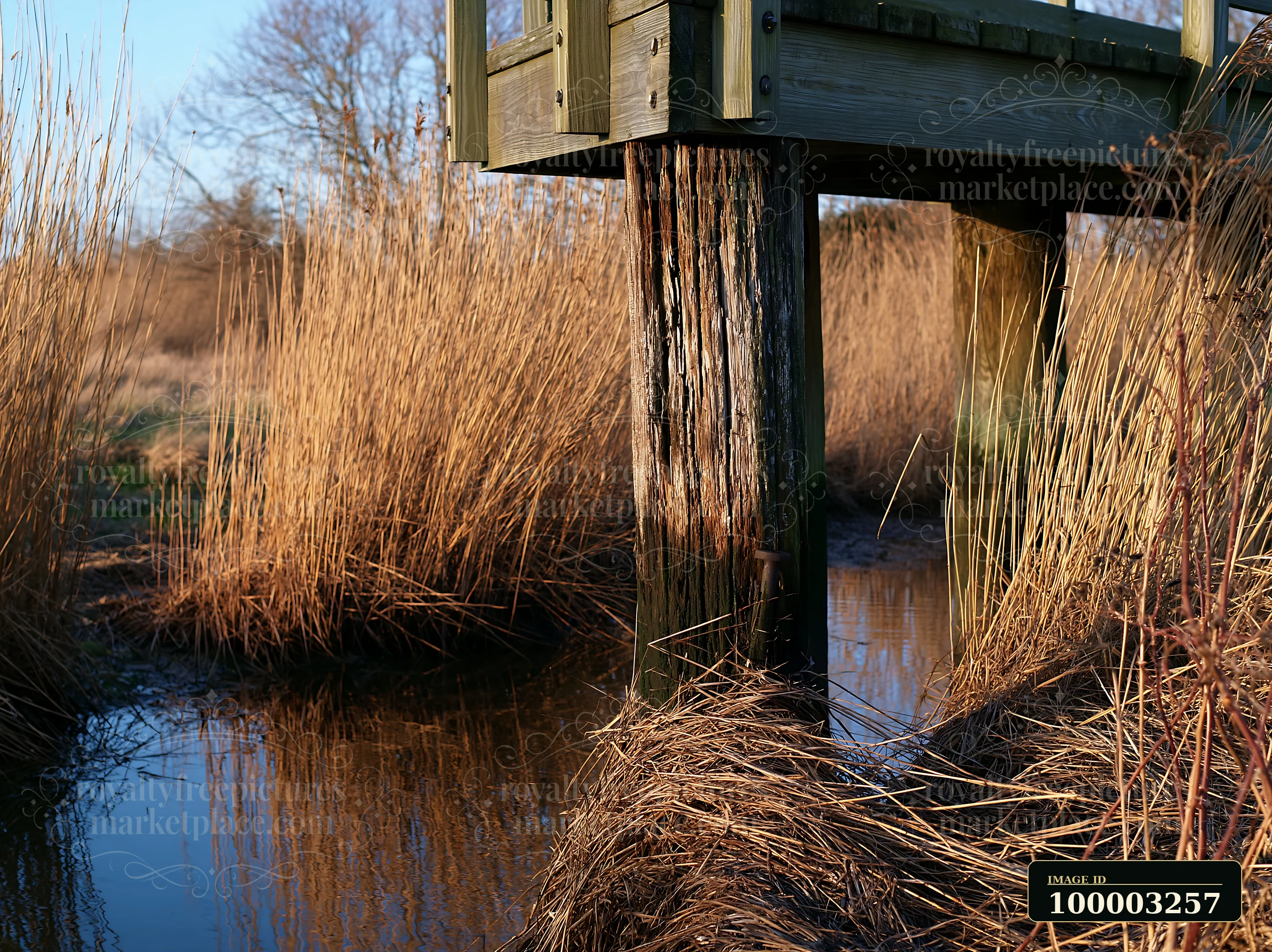 Wooden piling beneath a pier stands in shallow water surrounded by tall grass.